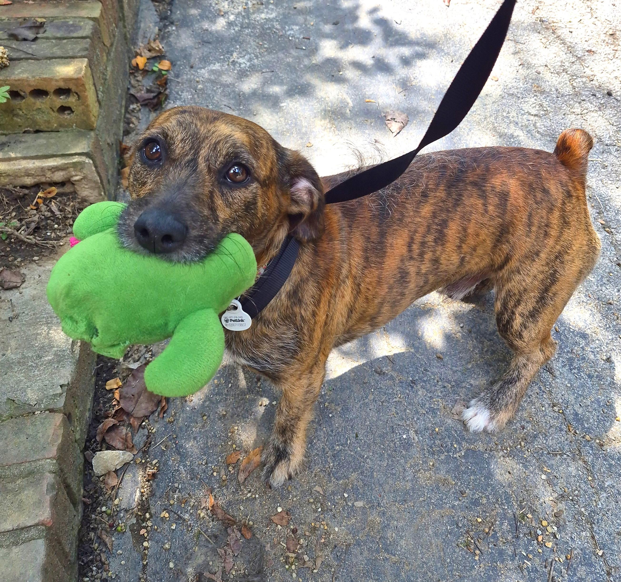 Enlarge Max in TN (Courtesy Listing), an adopted mixed breed in Kingsport, TN image 3/5