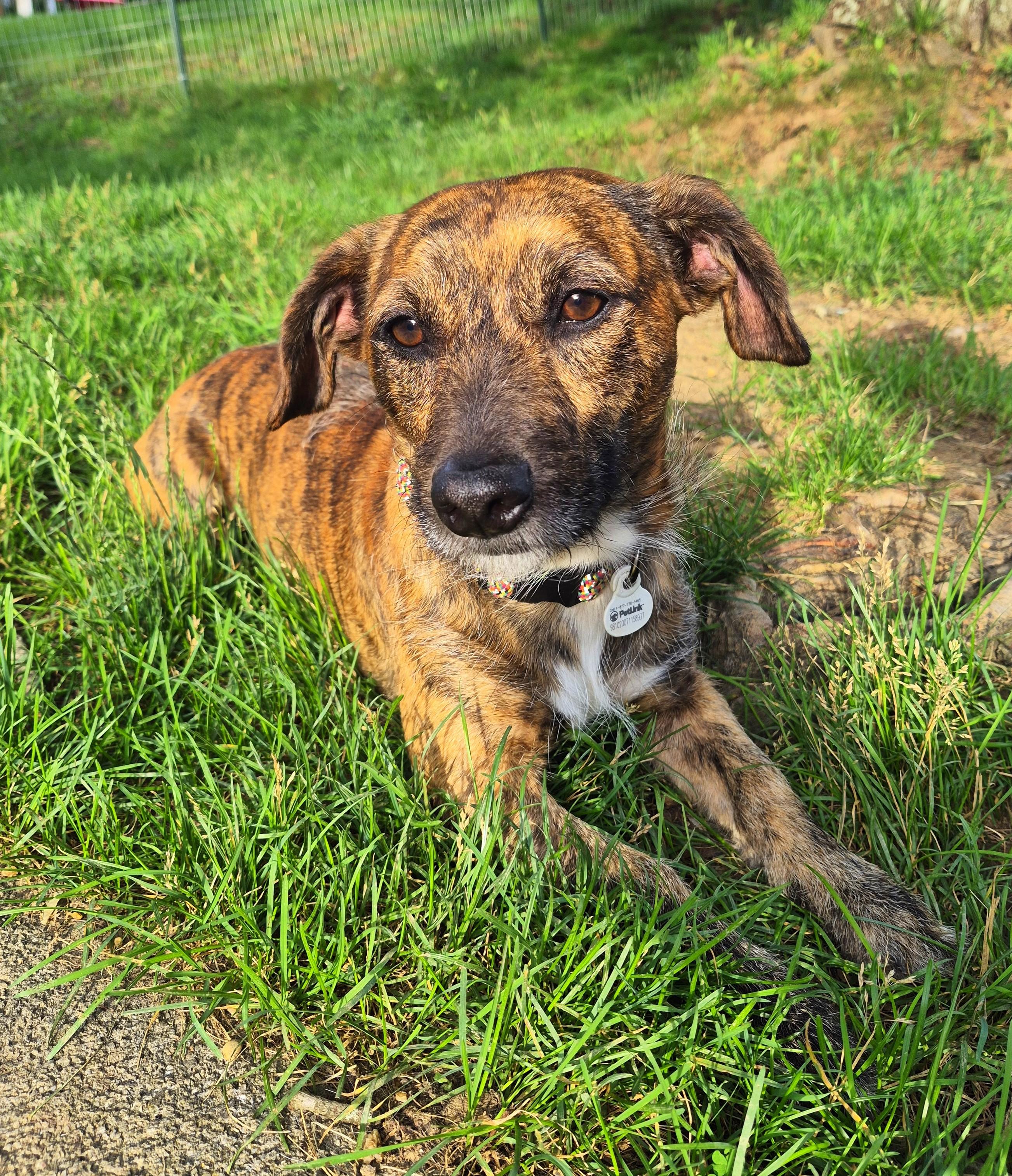 Enlarge Max in TN (Courtesy Listing), an adopted mixed breed in Kingsport, TN image 4/5