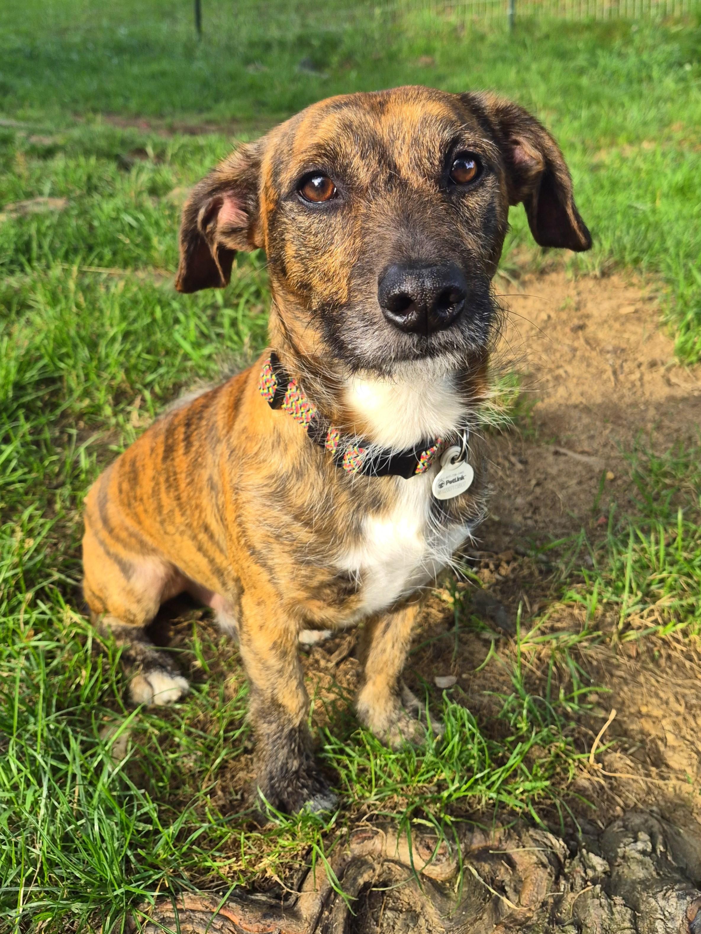 Enlarge Max in TN (Courtesy Listing), an adopted mixed breed in Kingsport, TN image 2/5