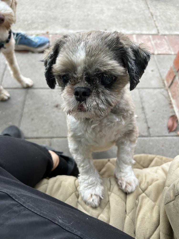 Arthur, Adoptable, Senior Male Shih Tzu.