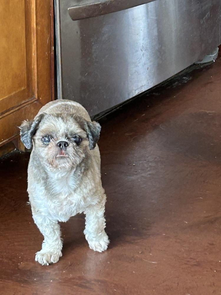 Enlarge Arthur, a Adoptable Shih Tzu in San Diego, CA image 2/4