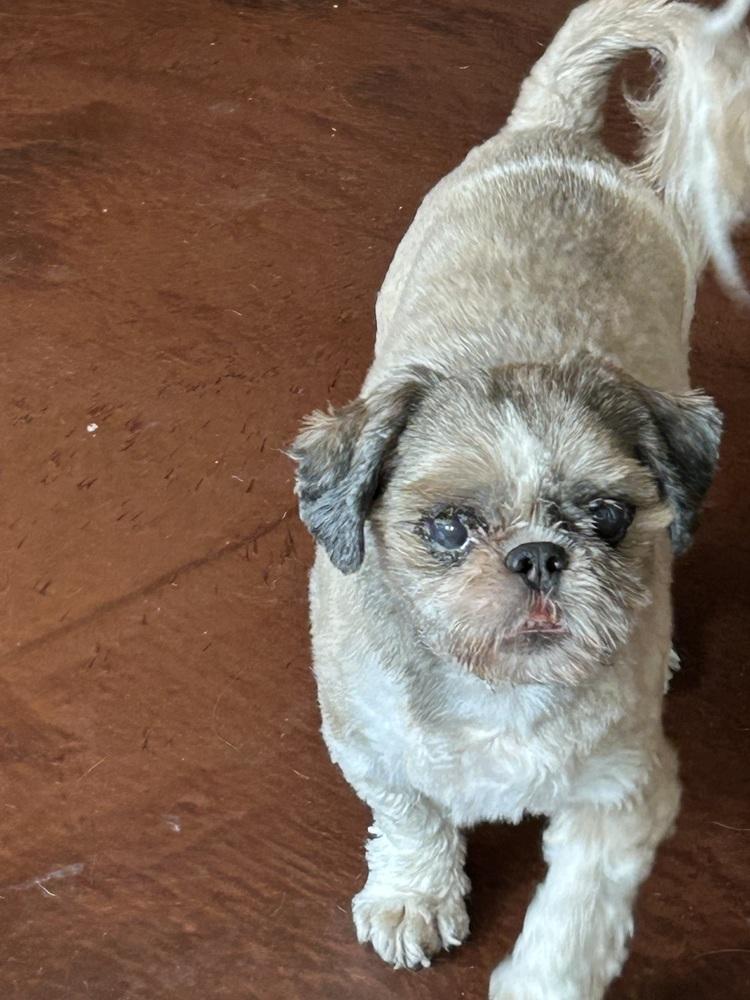 Enlarge Arthur, a Adoptable Shih Tzu in San Diego, CA image 3/4