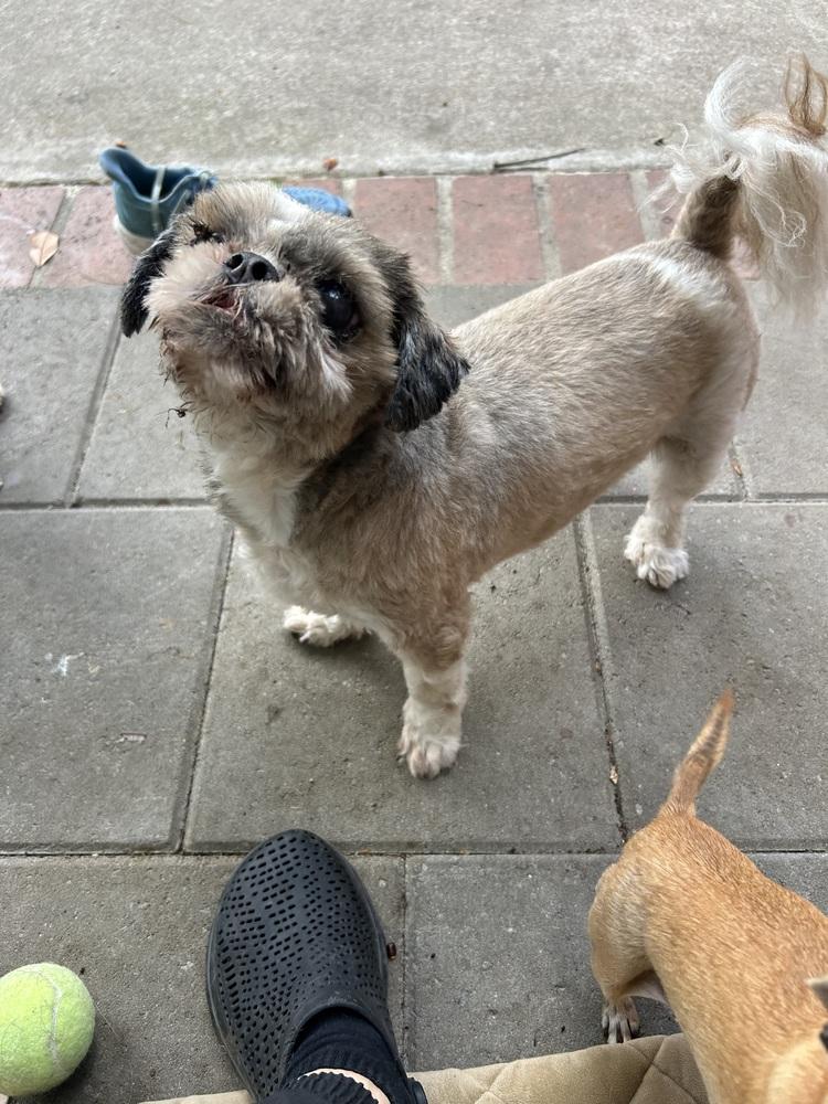 Enlarge Arthur, a Adoptable Shih Tzu in San Diego, CA image 4/4