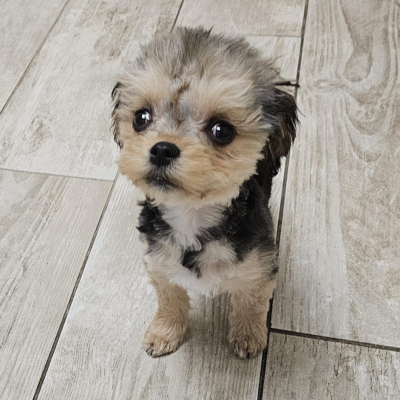 Enlarge ELLIE, a Adoptable Yorkshire Terrier in Fenton, MI image 3/6