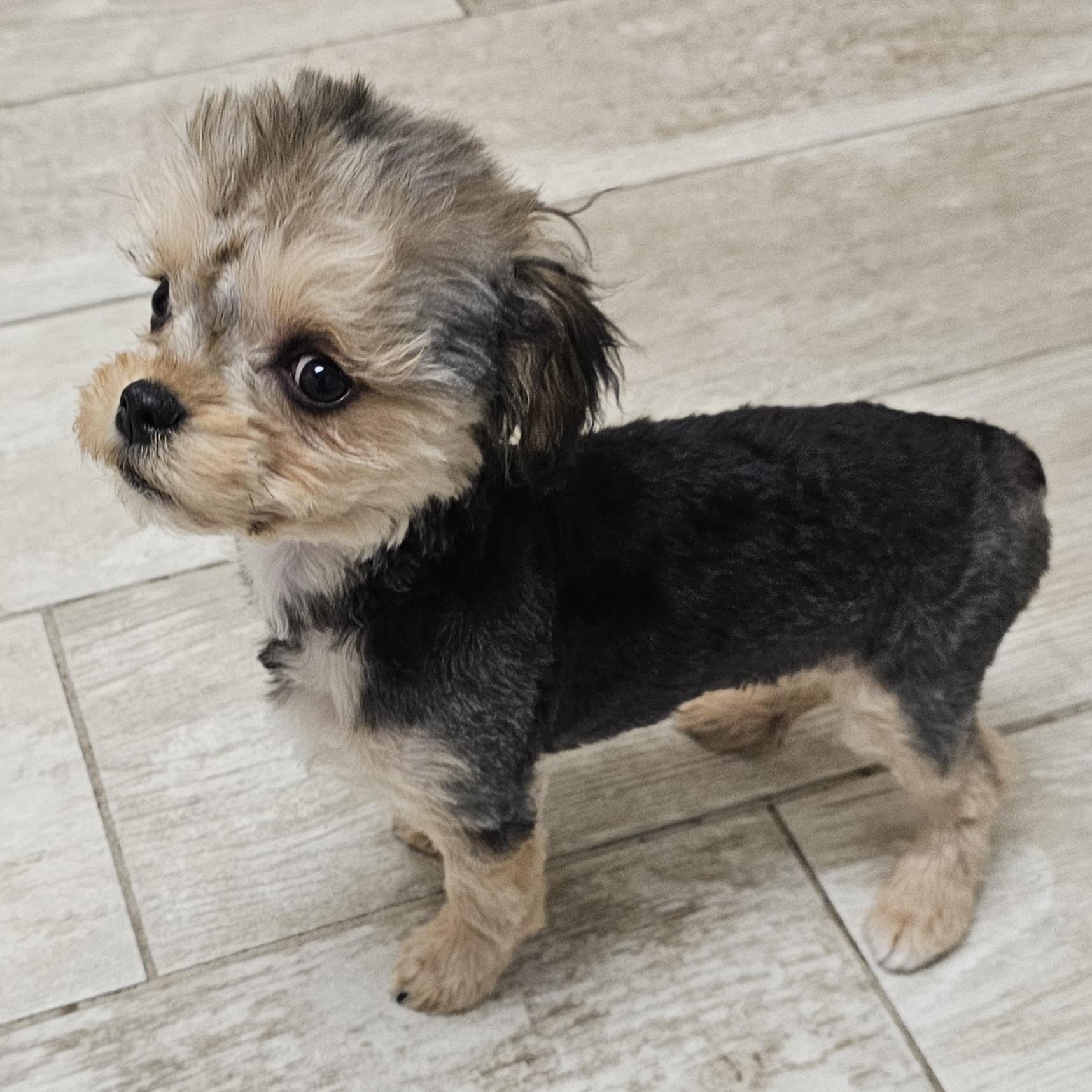 Enlarge ELLIE, a Adoptable Yorkshire Terrier in Fenton, MI image 6/6