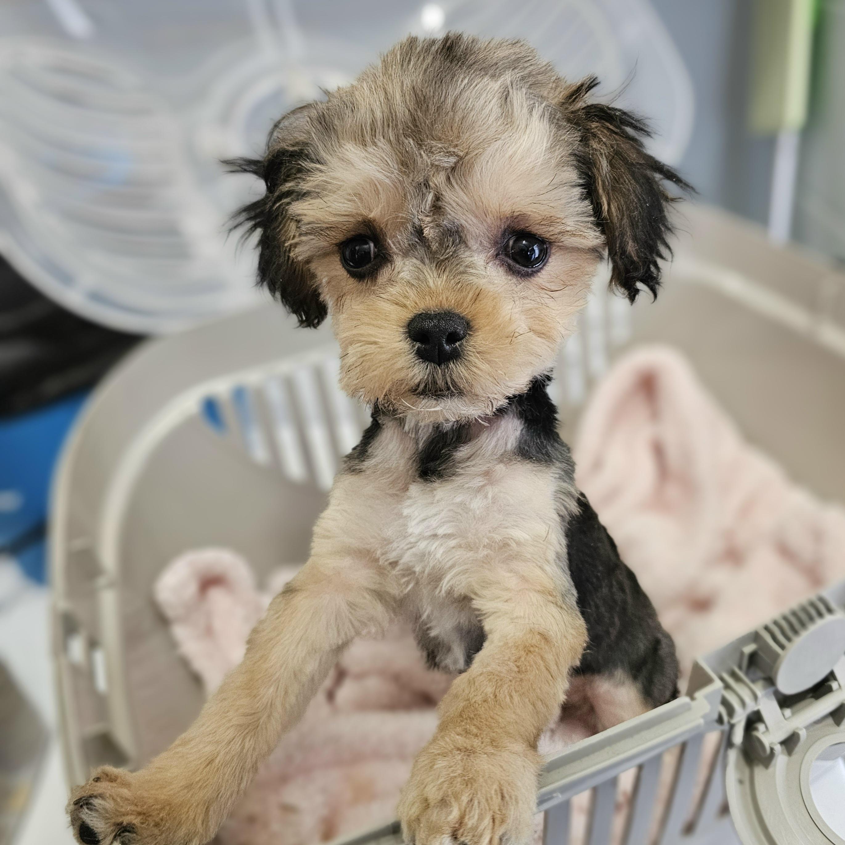 ELLIE, Adoptable, Puppy Female Yorkshire Terrier.