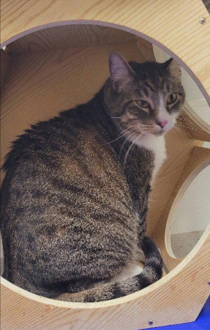 Moose, Adoptable, Adult Male Tabby.