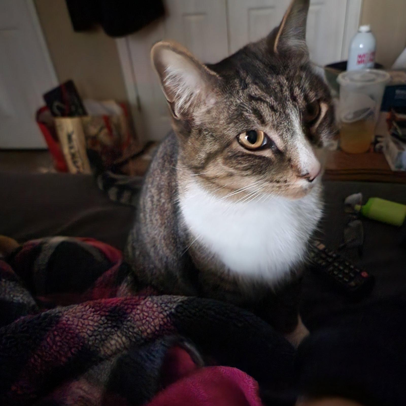 Enlarge Moose, a Adoptable Tabby in Locust Grove, GA image 2/3