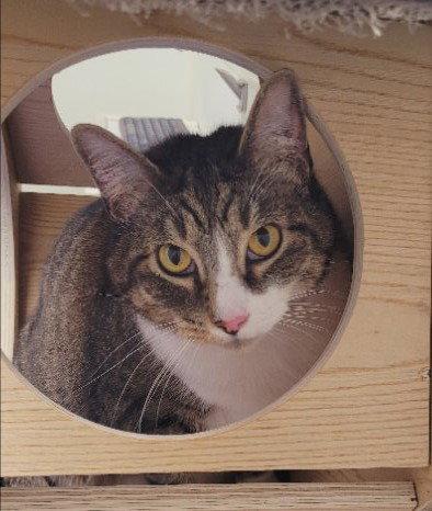Enlarge Moose, a Adoptable Tabby in Locust Grove, GA image 2/3