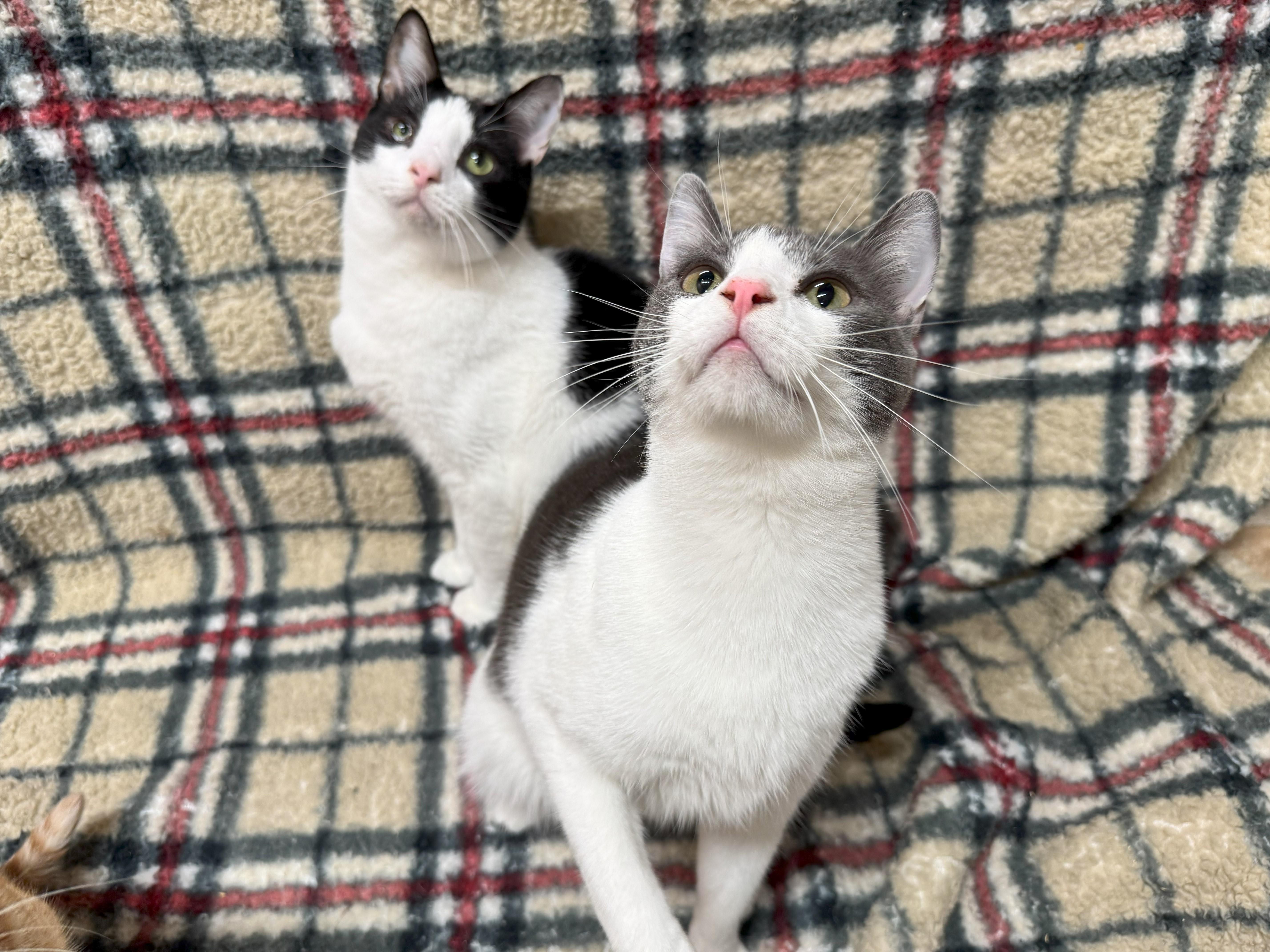 Marty, a Adoptable mixed breed in Johnston, RI image 2/4