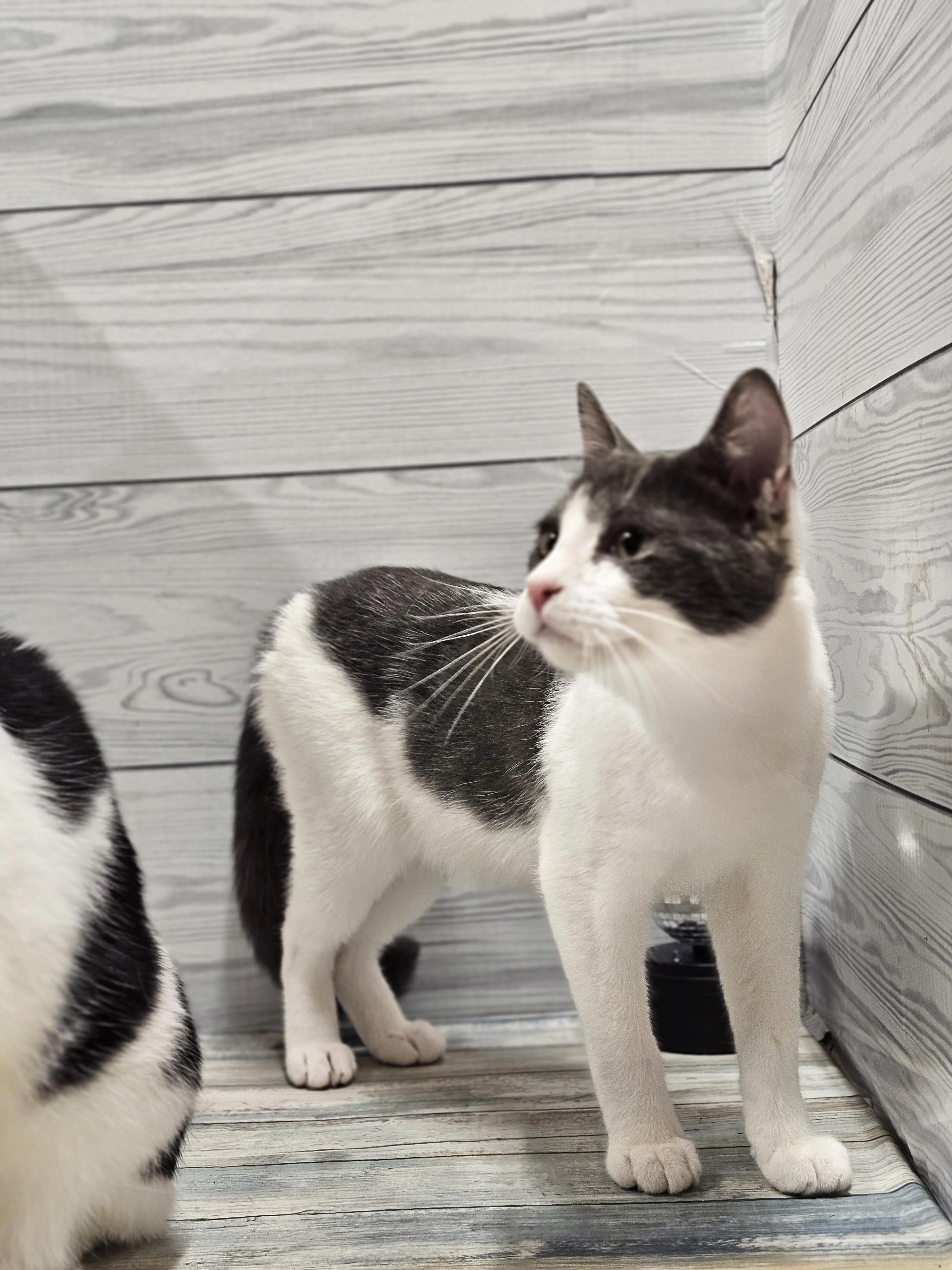 Marty, a Adoptable mixed breed in Johnston, RI image 3/4