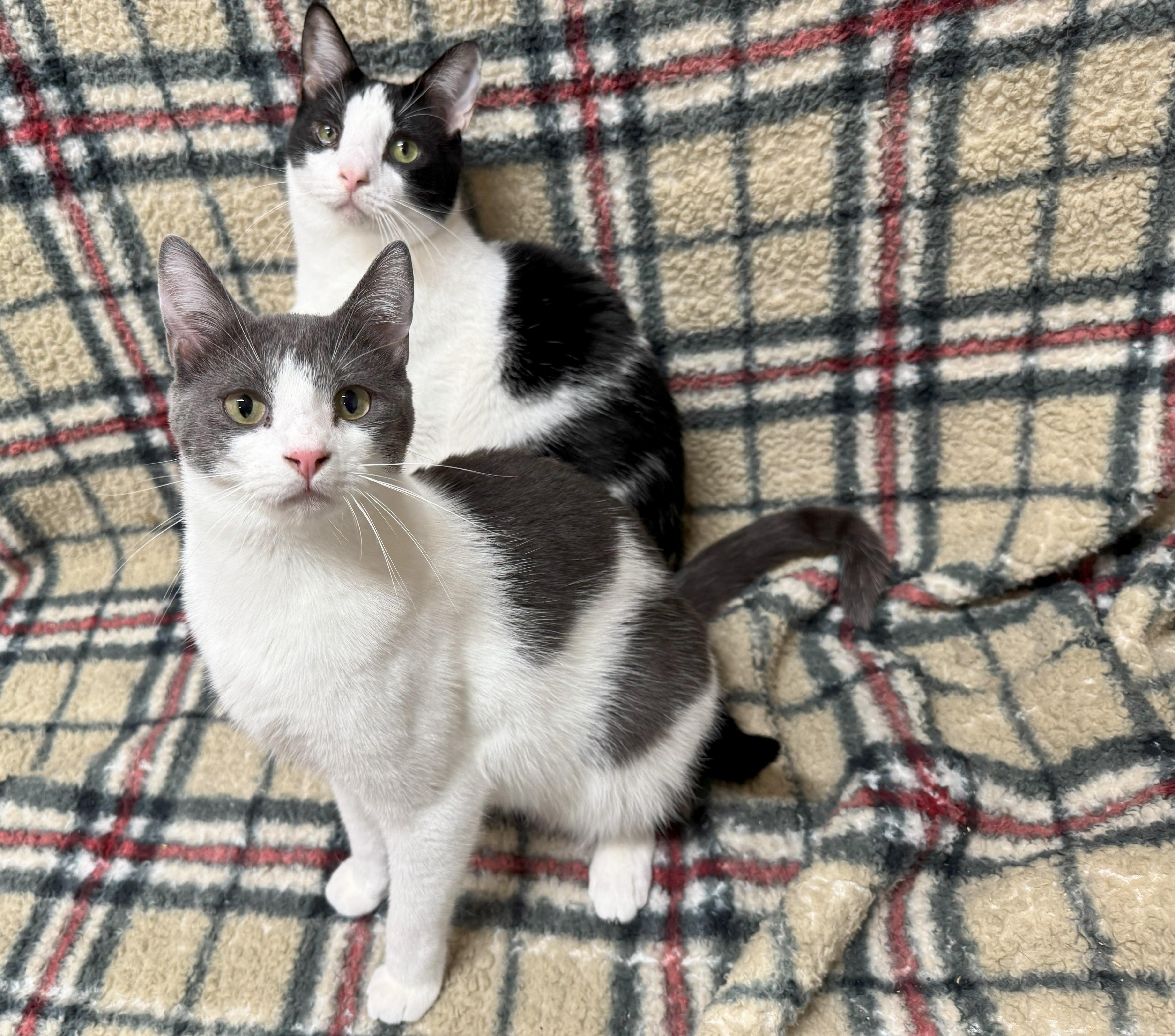 Marty, a Adoptable mixed breed in Johnston, RI image 1/4