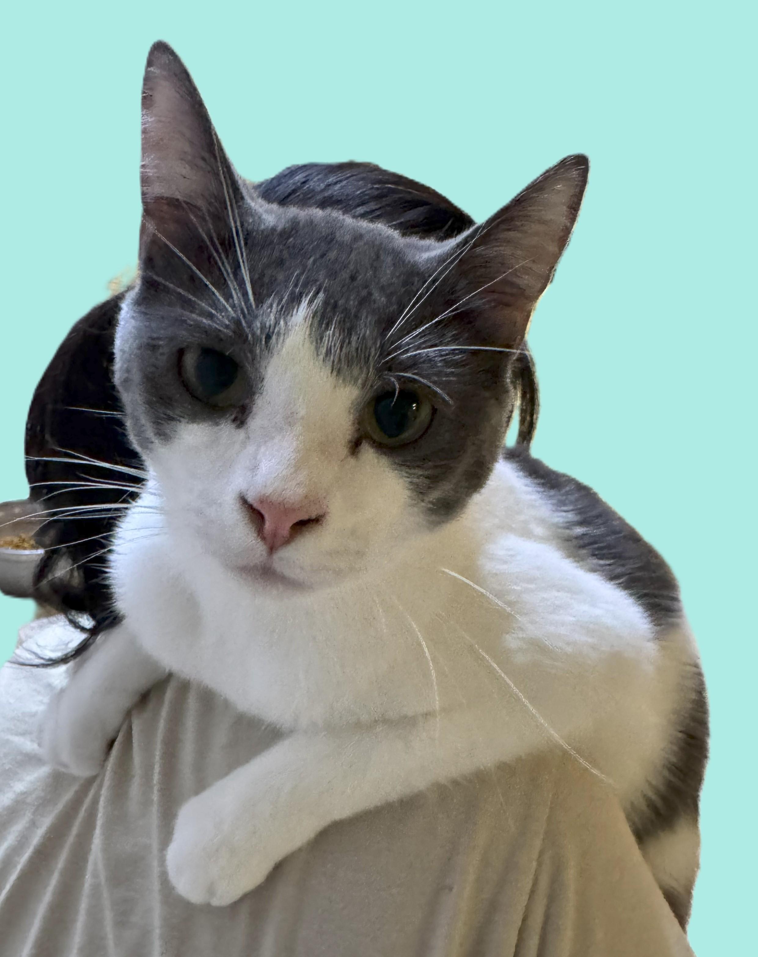 Marty, a Adoptable mixed breed in Johnston, RI image 4/4