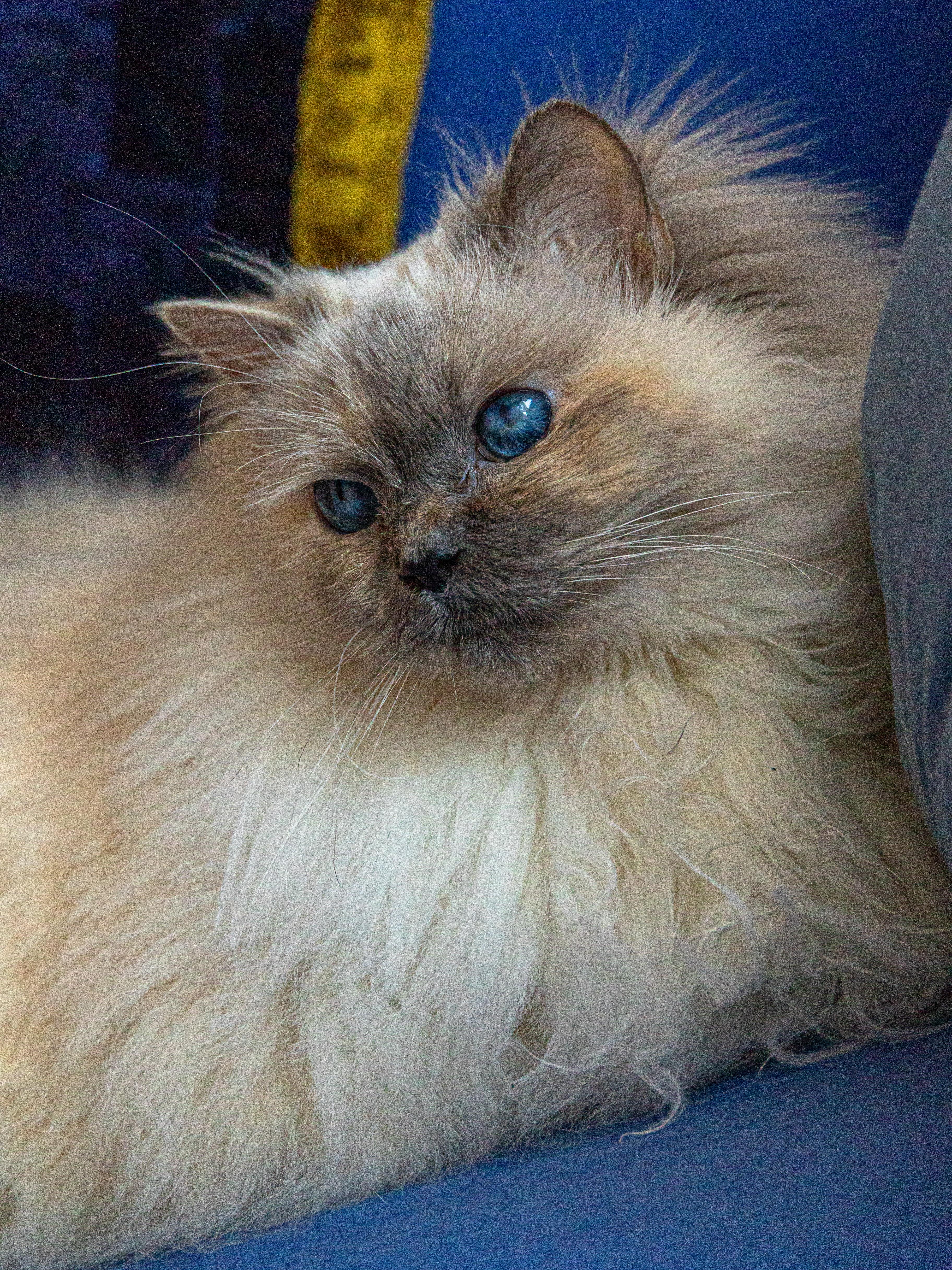 Enlarge Sabine, an adopted Ragdoll in Montreal, QC image 4/6