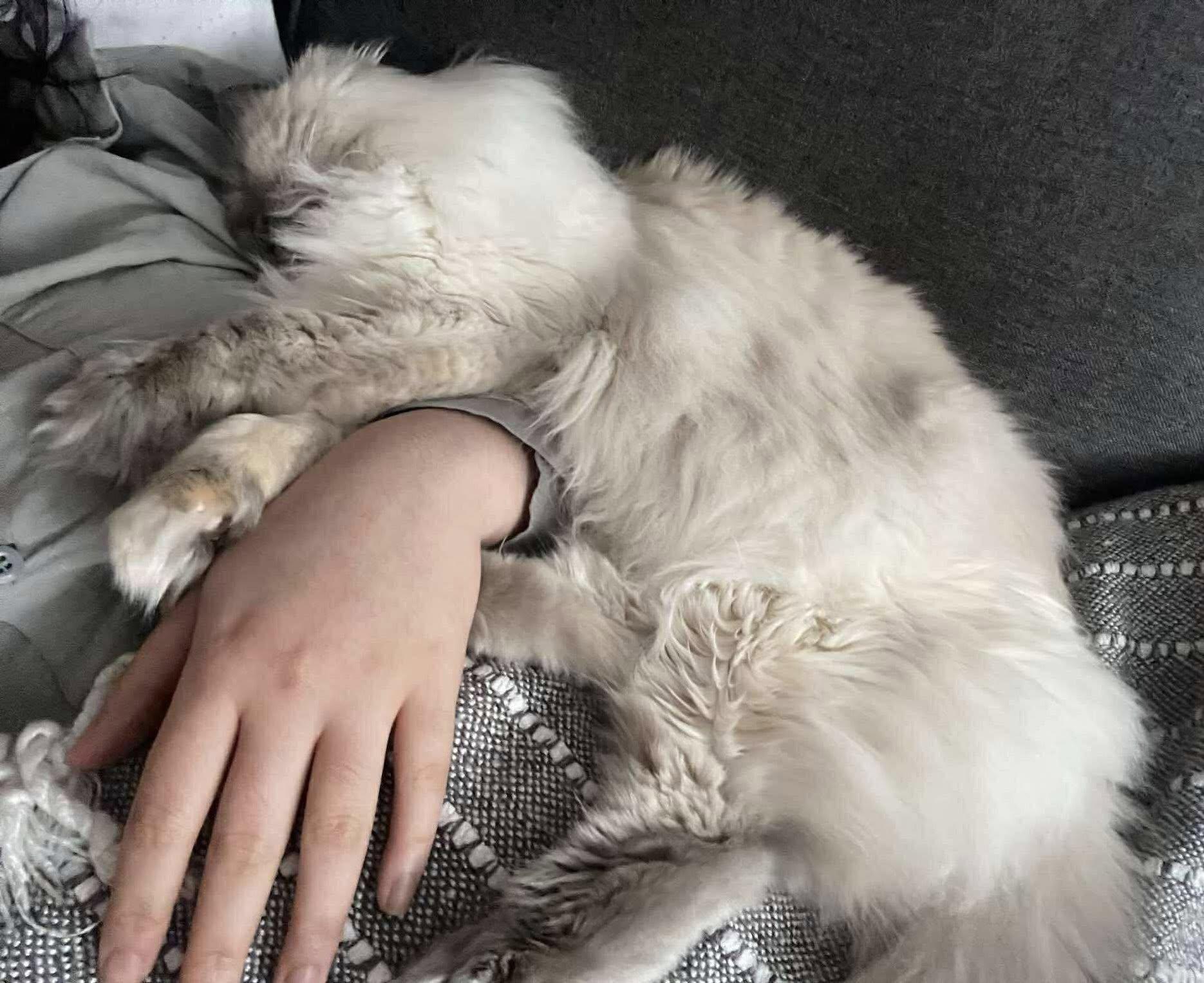 Enlarge Sabine, an adopted Ragdoll in Montreal, QC image 6/6