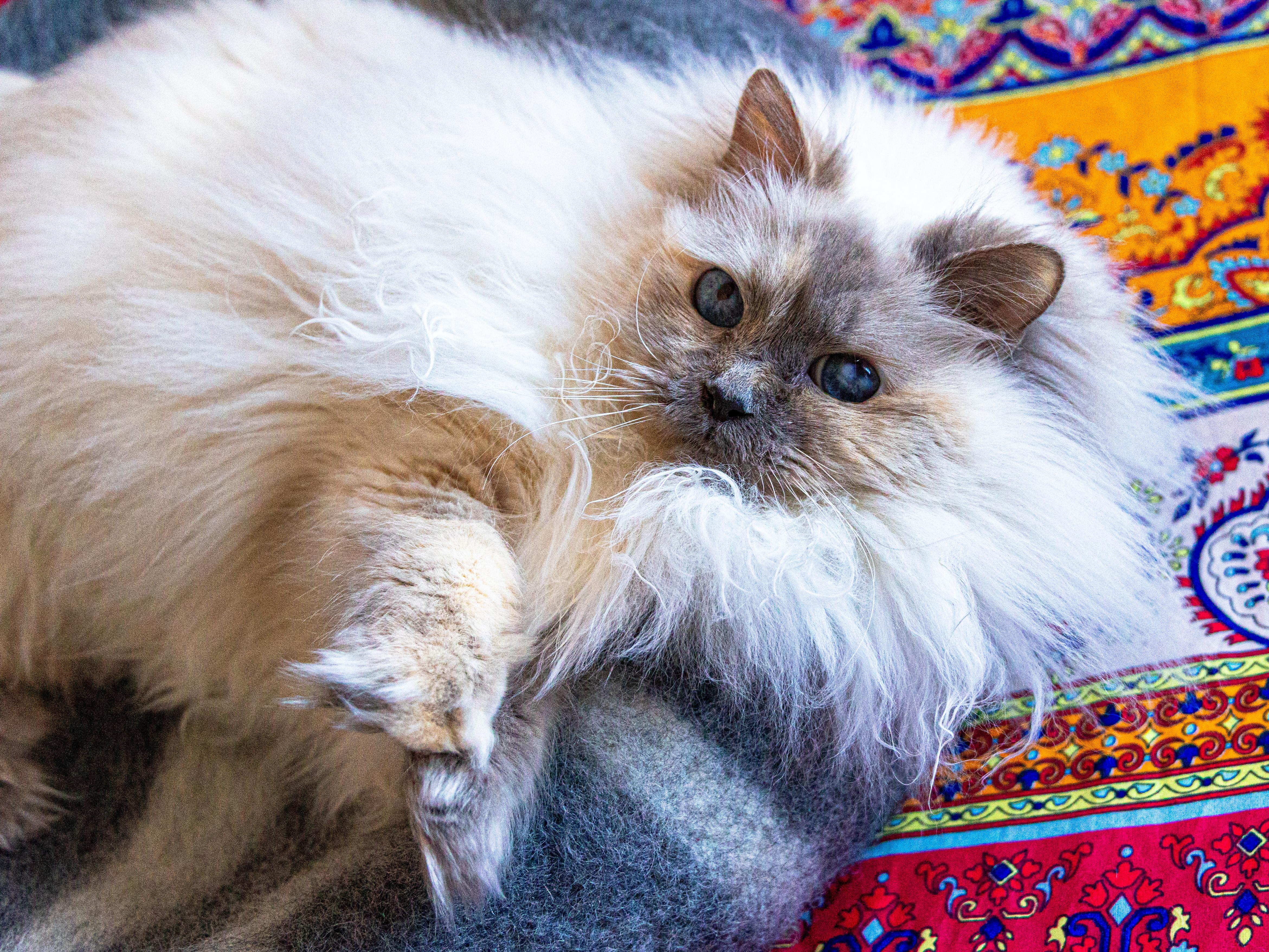 Enlarge Sabine, an adopted Ragdoll in Montreal, QC image 1/6