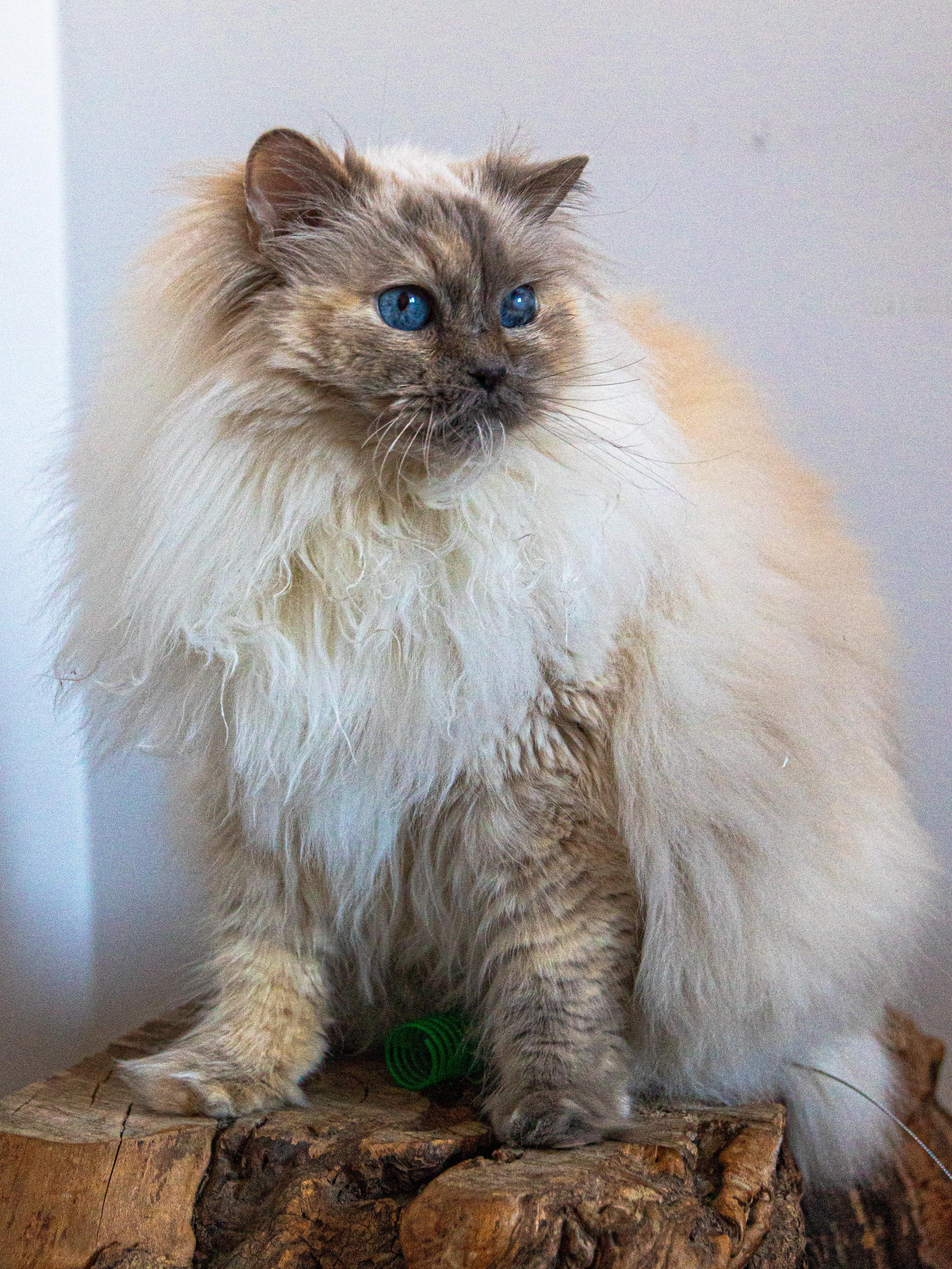 Enlarge Sabine, an adopted Ragdoll in Montreal, QC image 2/6