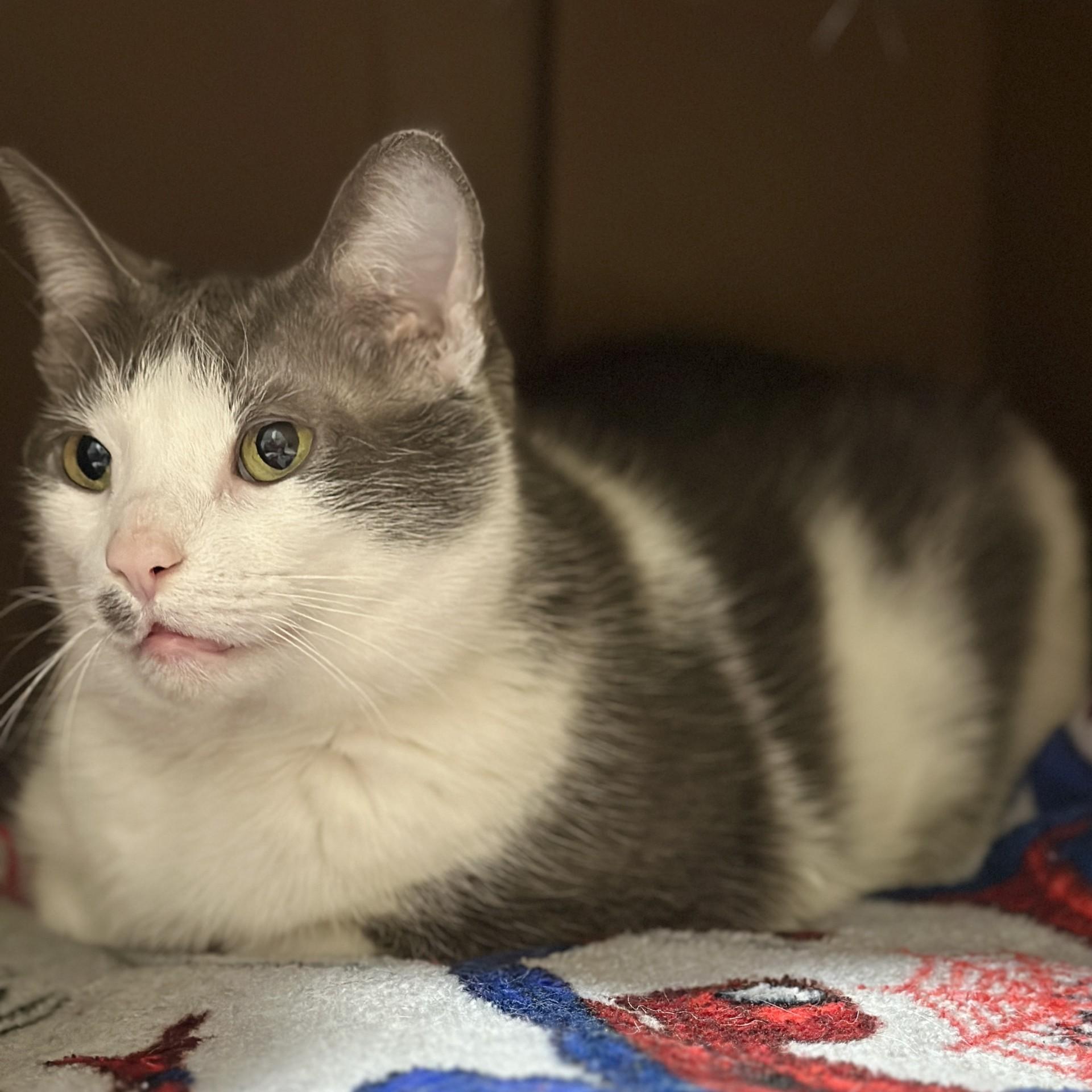 Enlarge Linda, an adopted Domestic Short Hair in Victor, NY image 3/3