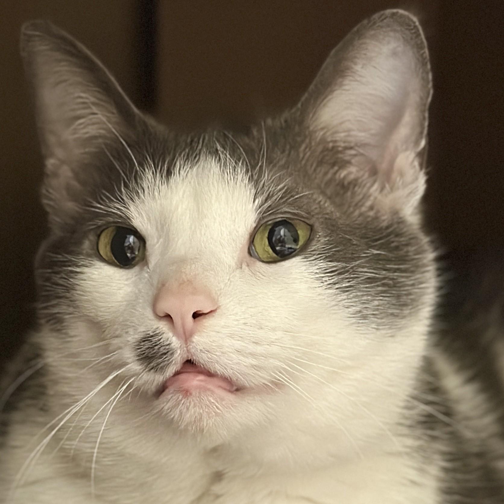 Enlarge Linda, an adopted Domestic Short Hair in Victor, NY image 2/3