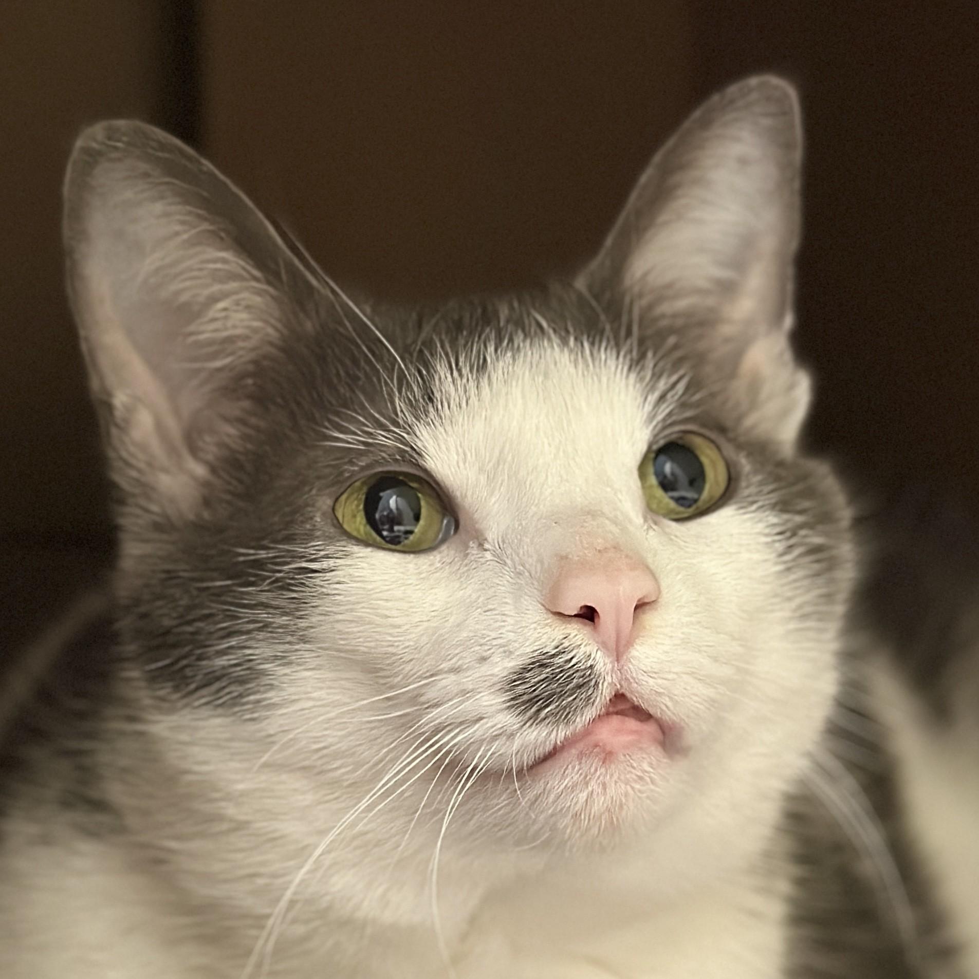 Enlarge Linda, an adopted Domestic Short Hair in Victor, NY image 1/3