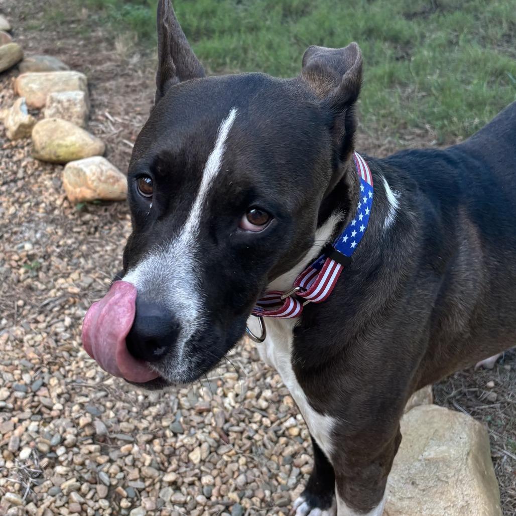 Keisha(BAS), Adoptable, Adult Female Boxer & Mixed Breed.