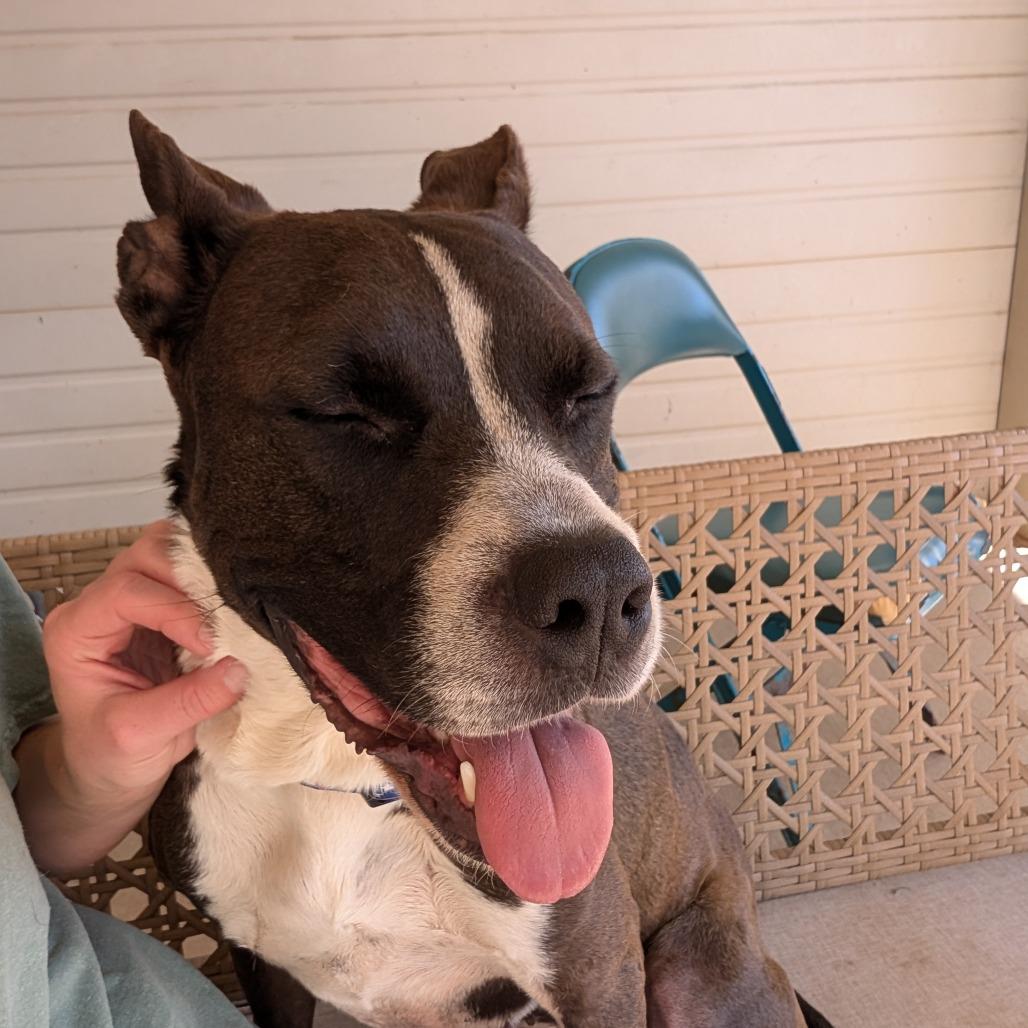 Enlarge Keisha(BAS), a Adoptable mixed breed in Lenoir, NC image 2/6