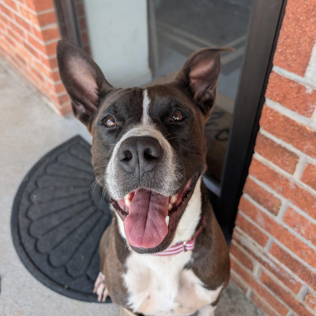 Enlarge Keisha(BAS), a Adoptable mixed breed in Lenoir, NC image 3/6