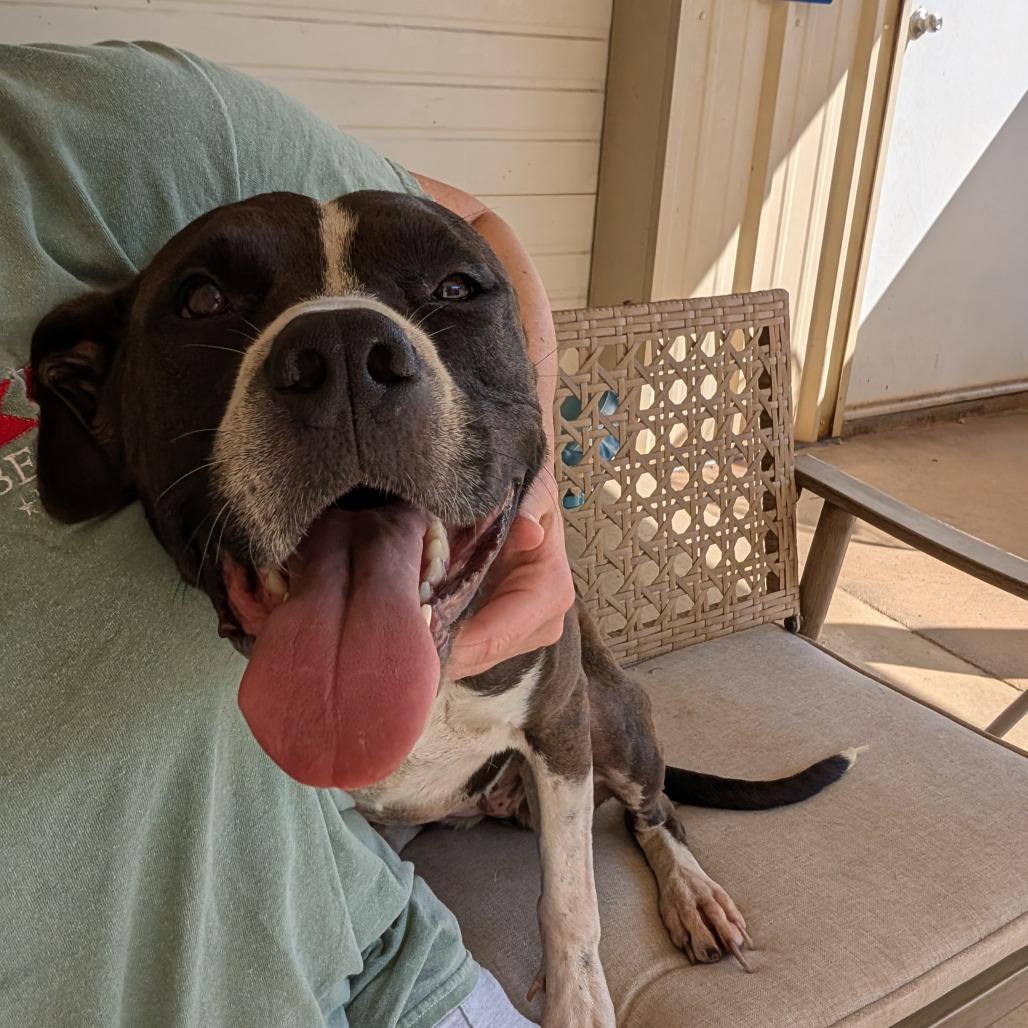 Enlarge Keisha(BAS), a Adoptable mixed breed in Lenoir, NC image 4/6