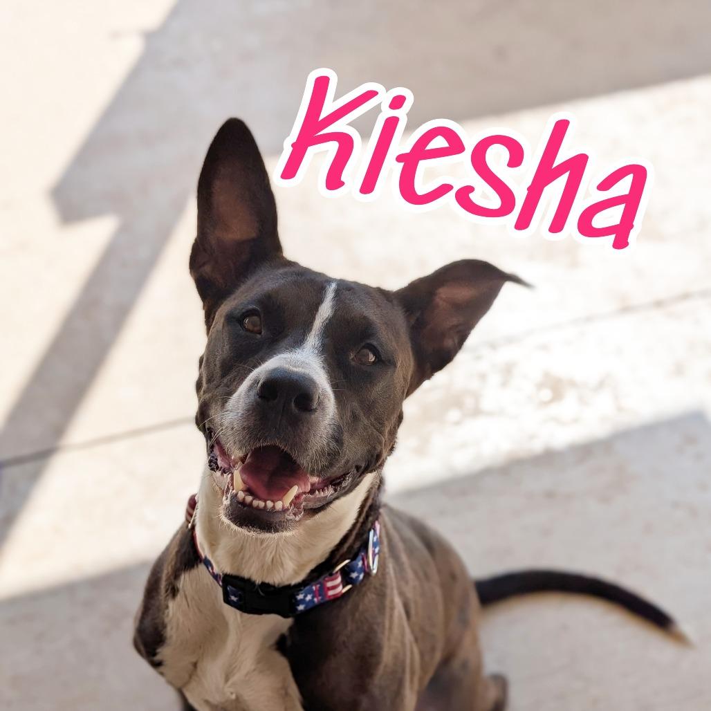 Enlarge Keisha(BAS), a Adoptable mixed breed in Lenoir, NC image 6/6