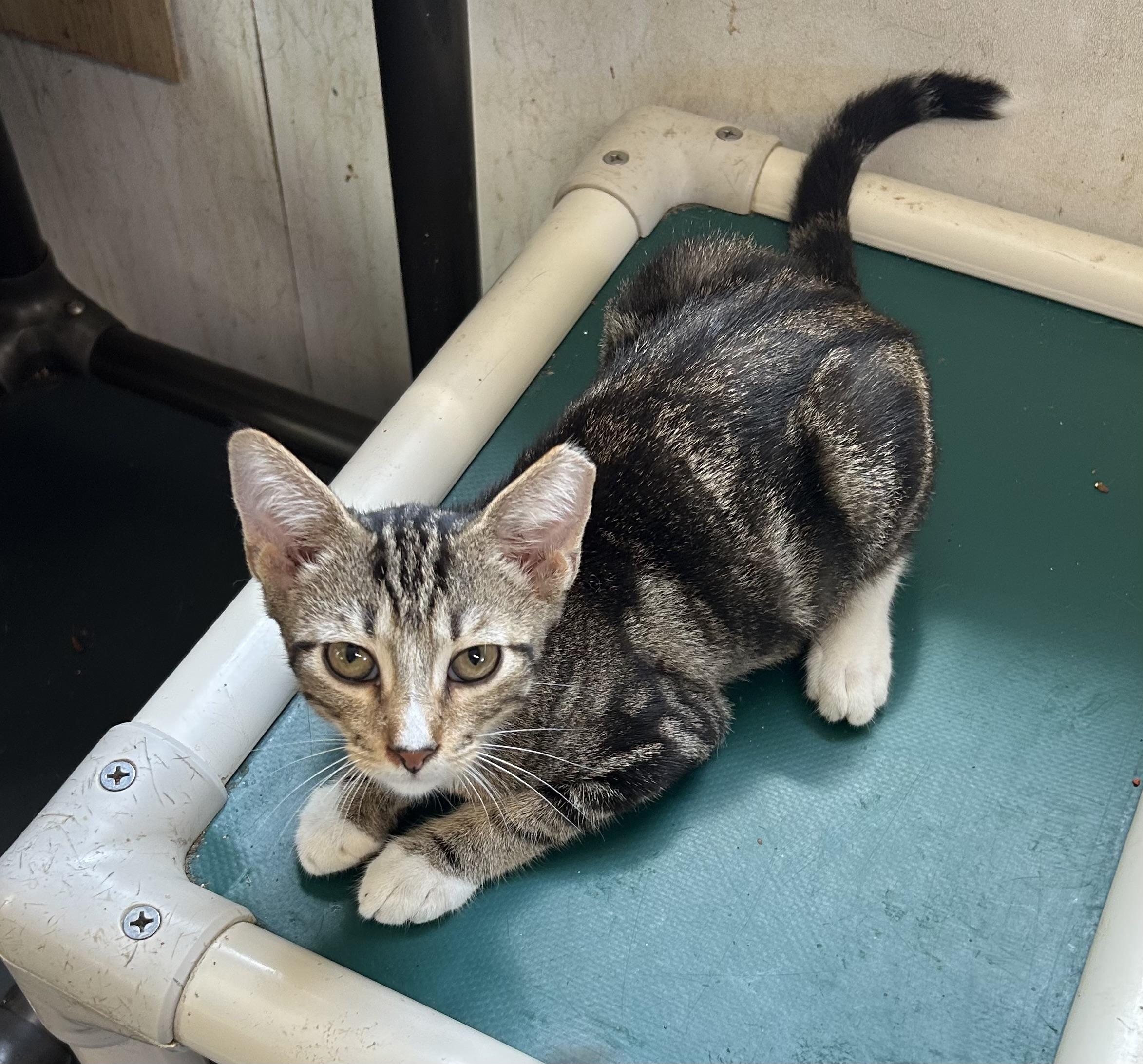 Kendrick, Adoptable, Kitten Male Domestic Short Hair.