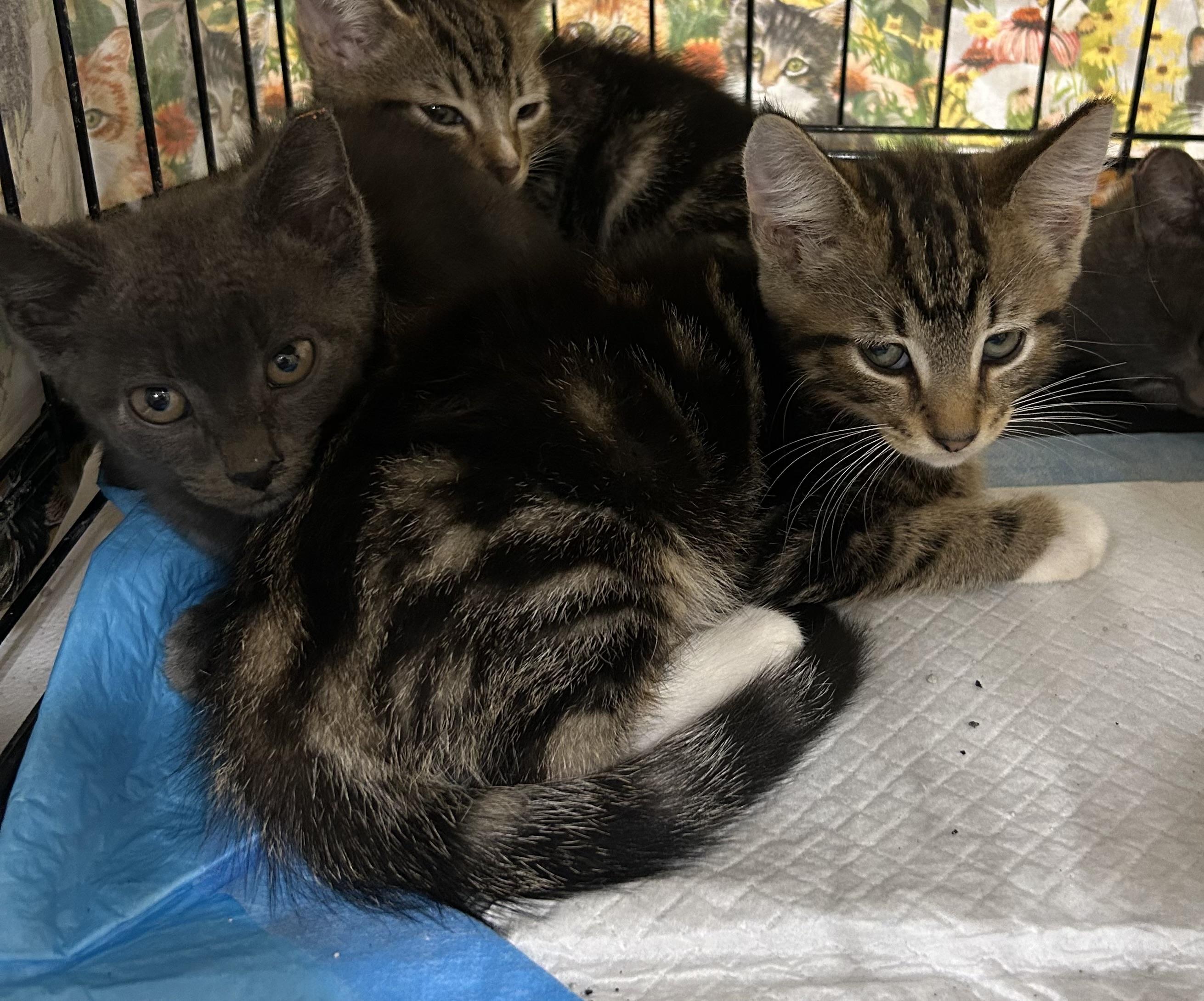 Kendrick, a Adoptable Domestic Short Hair in Bridgeton, NC image 2/4