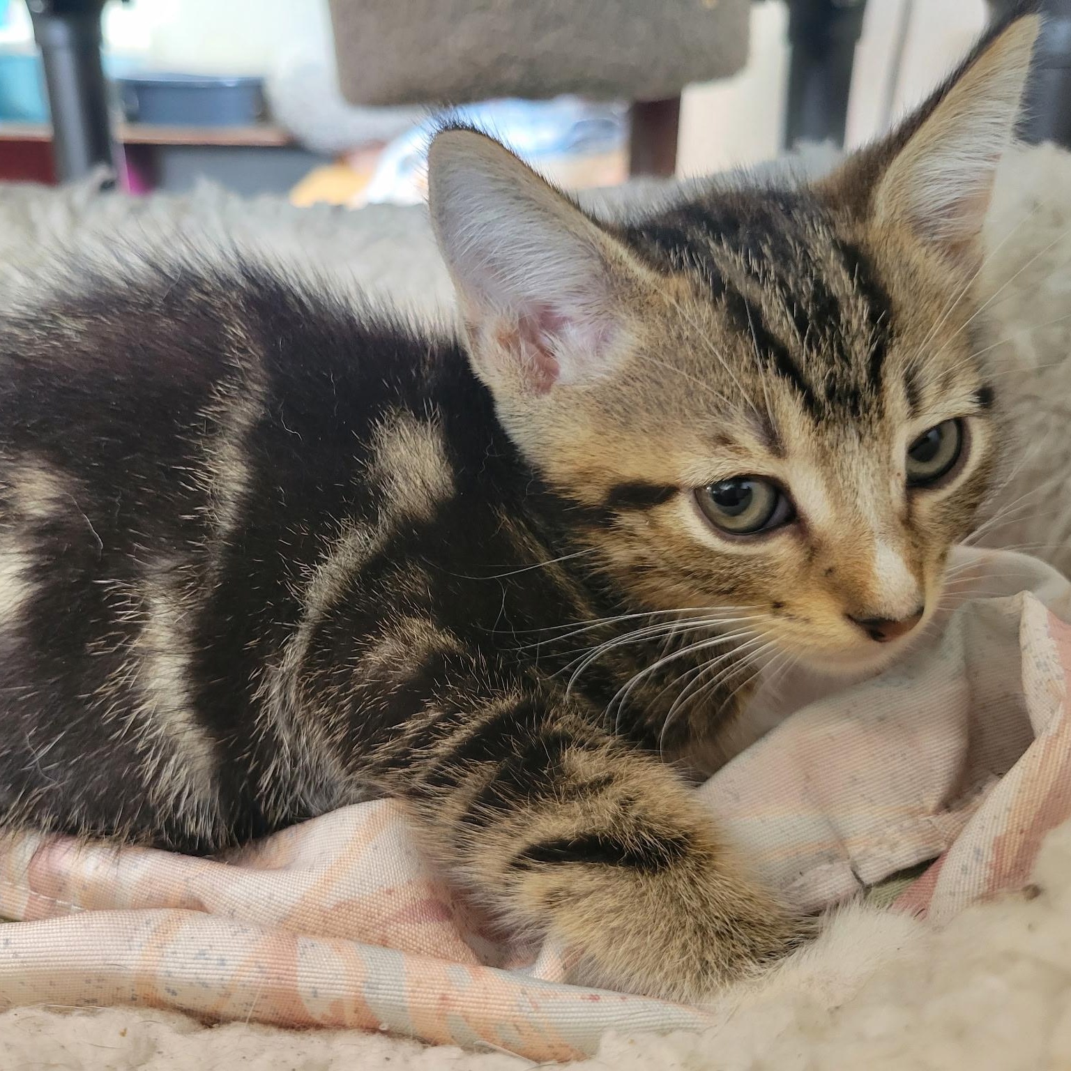 Kendrick, a Adoptable Domestic Short Hair in Bridgeton, NC image 3/4
