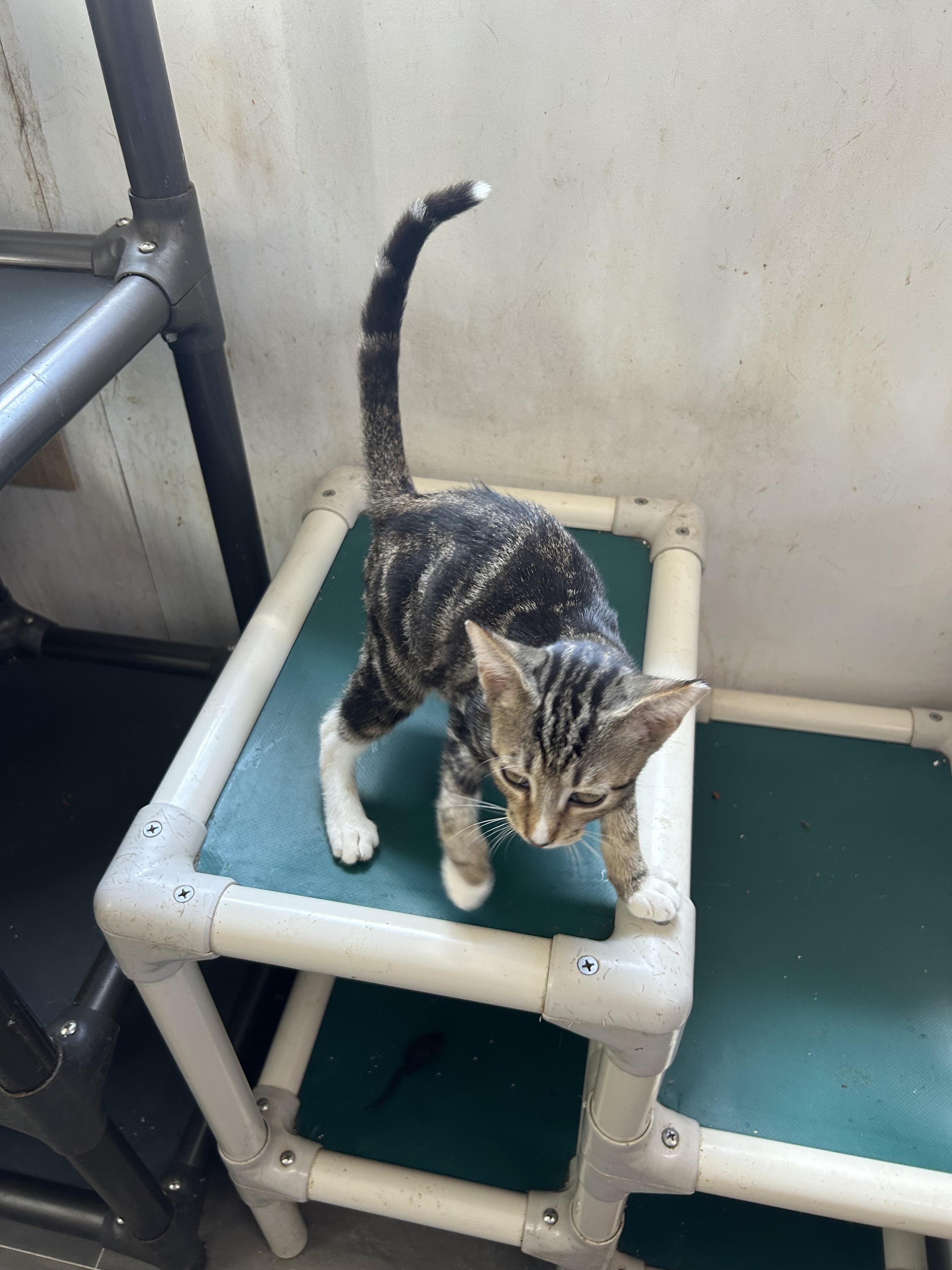 Kendrick, a Adoptable Domestic Short Hair in Bridgeton, NC image 4/4