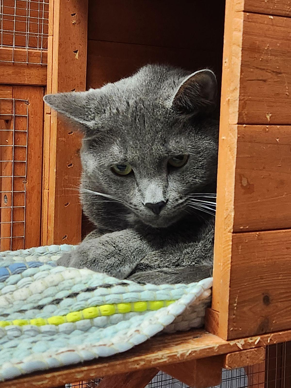 Stoli, a Adoptable American Shorthair in Hamburg, NY image 2/2