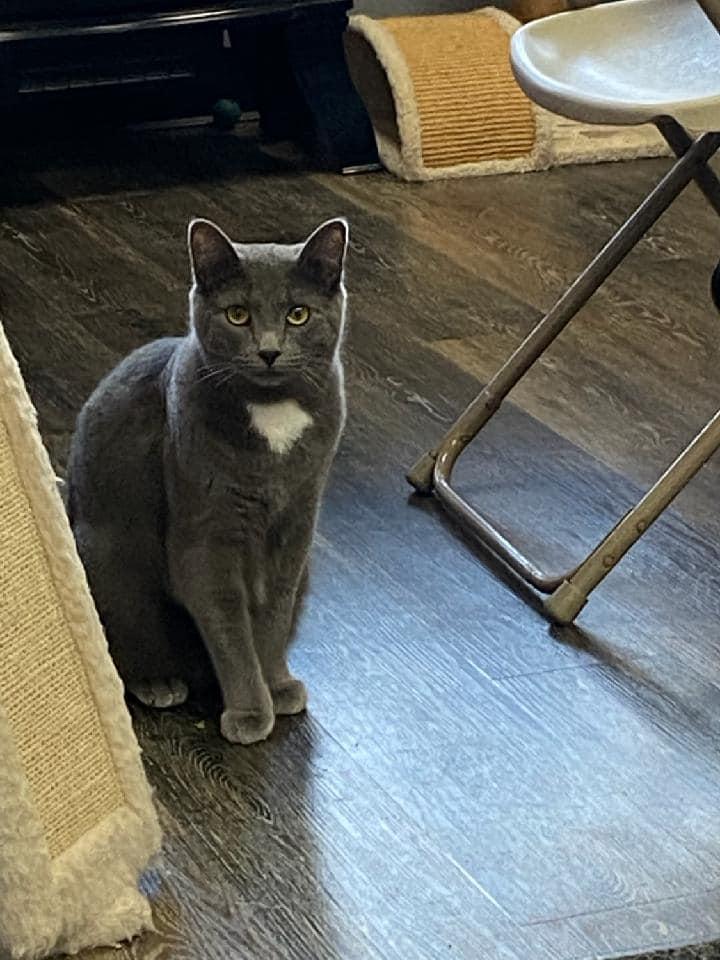 Stoli, Adoptable, Adult Female American Shorthair.