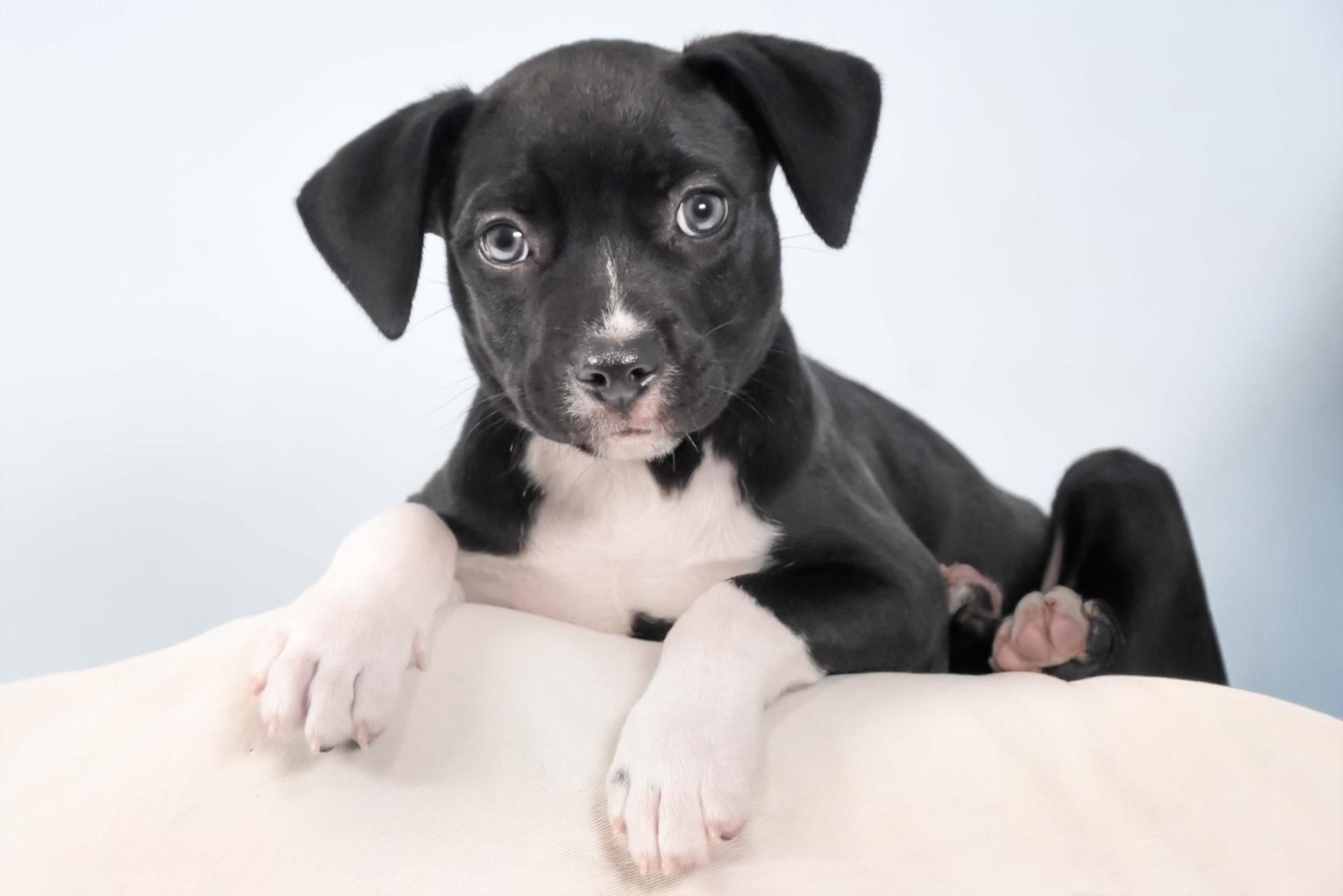 GEORGE MICHAEL, Adoptable, Puppy Male Chihuahua & Pit Bull Terrier.