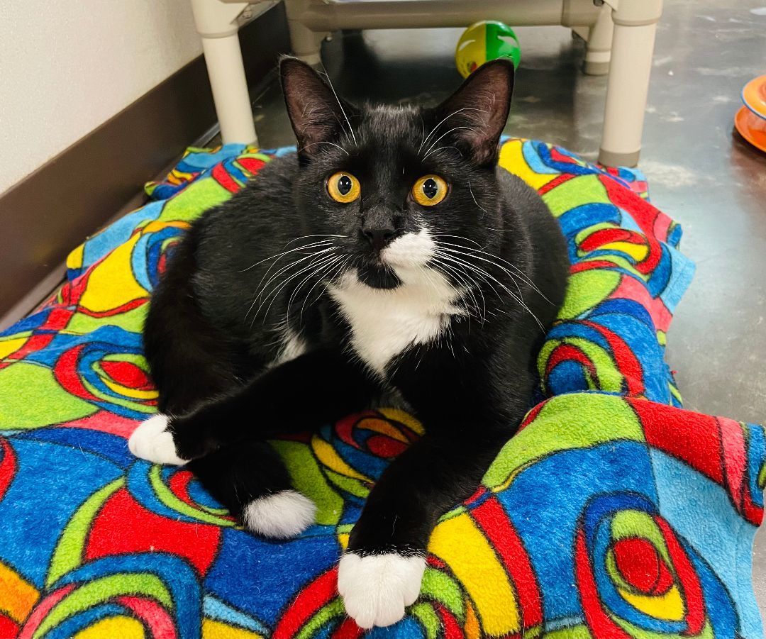 O, Adoptable, Young Male Domestic Short Hair.