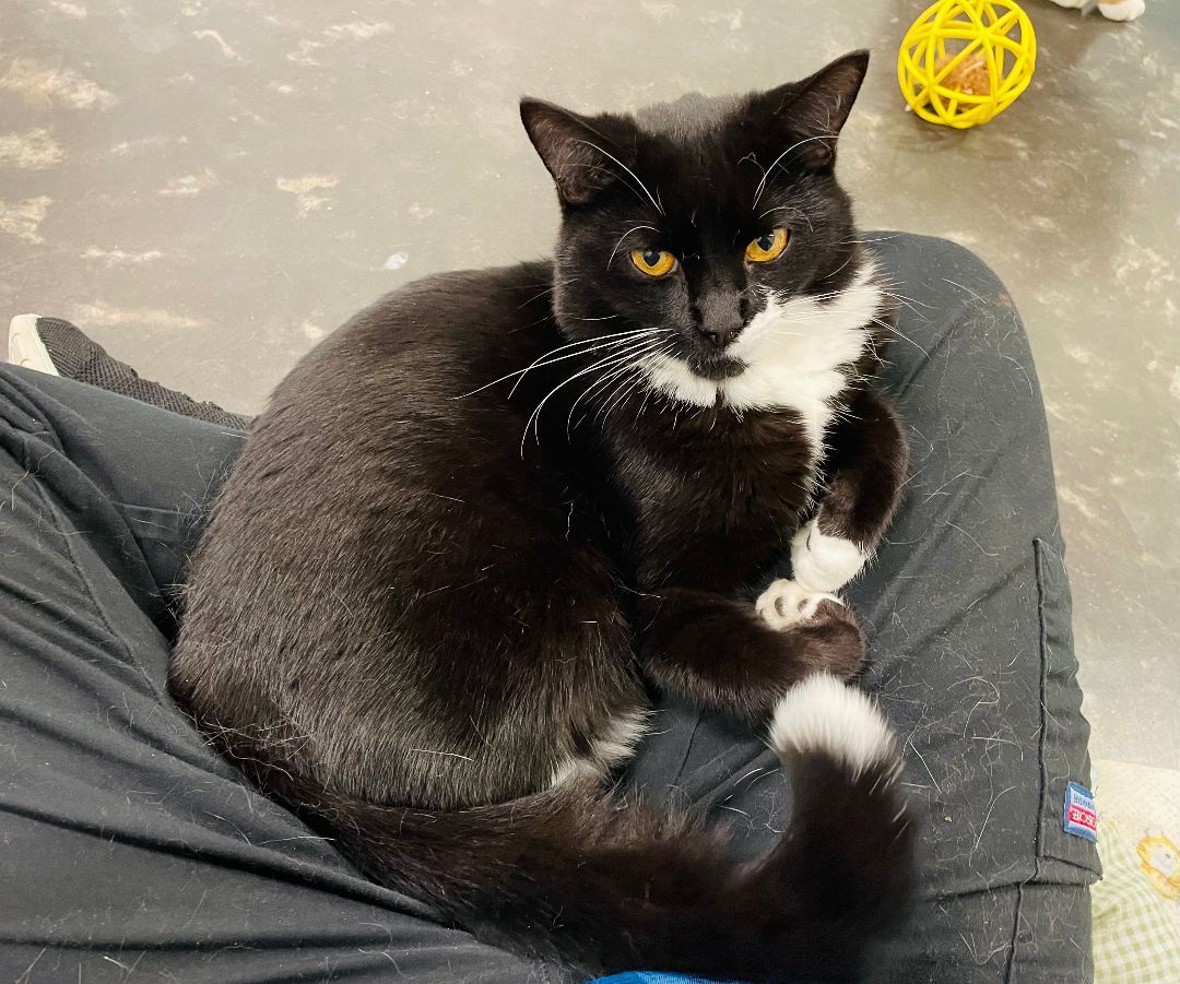 Enlarge O, a Adoptable Domestic Short Hair in Salisbury, NC image 2/9