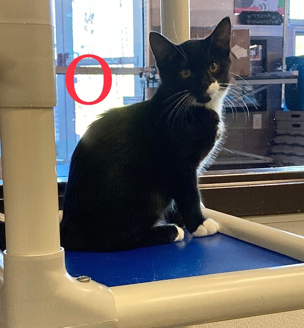 Enlarge O, a Adoptable Domestic Short Hair in Salisbury, NC image 4/9