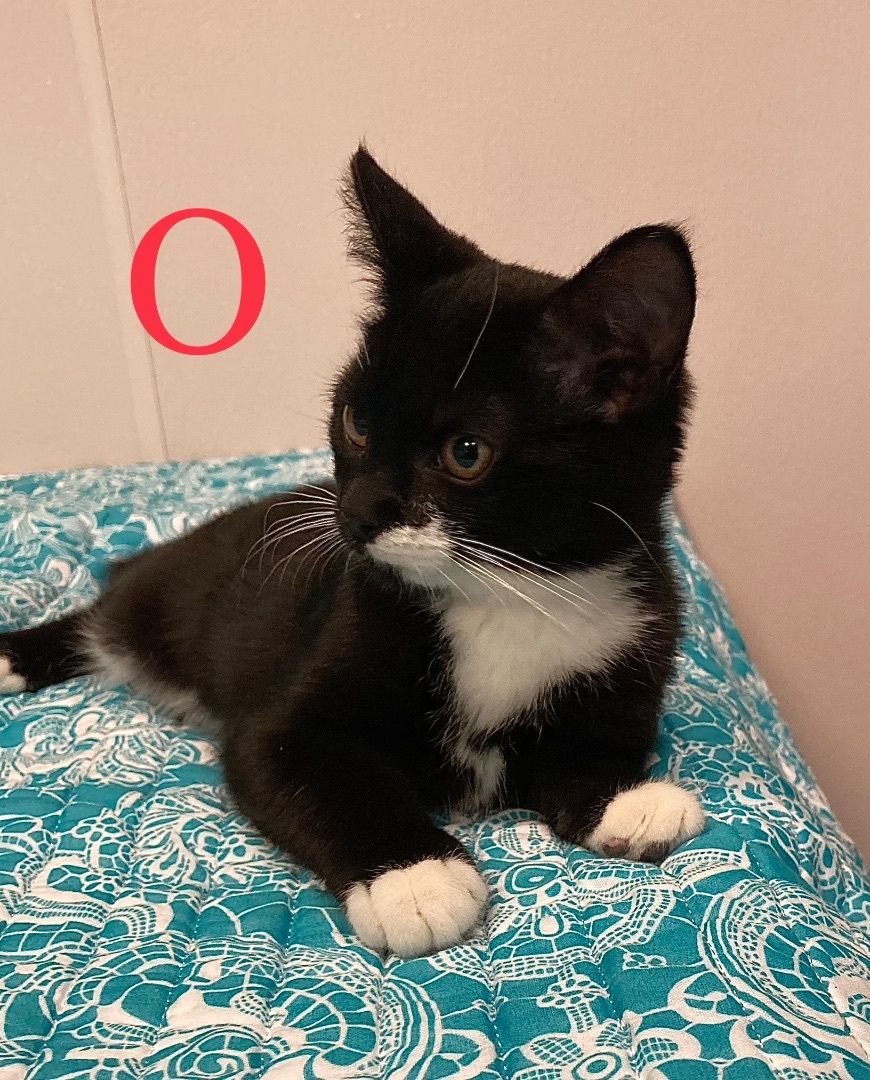 Enlarge O, a Adoptable Domestic Short Hair in Salisbury, NC image 6/9