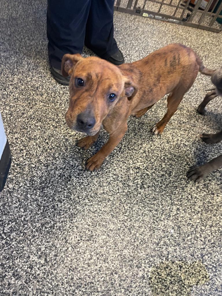 Enlarge Tiger, a Adoptable mixed breed in Columbia, TN image 1/1