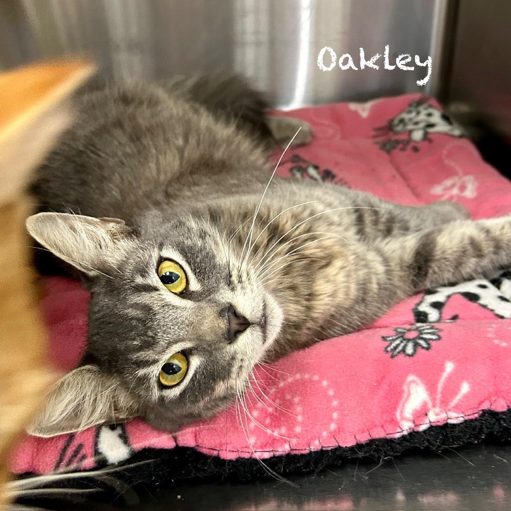 Enlarge Oakley, a Adoptable Domestic Short Hair in Hannibal, MO image 1/2
