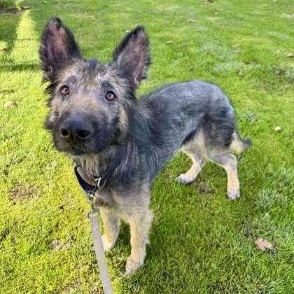 Enlarge Bandit, a ADOPTABLE German Shepherd Dog in Roseburg, OR image 2/3