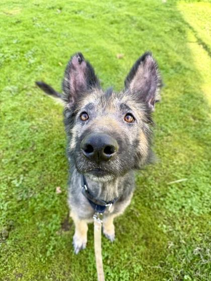 Bandit, ADOPTABLE, Adult Male German Shepherd Dog.