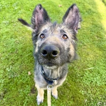 Enlarge Bandit, a ADOPTABLE German Shepherd Dog in Roseburg, OR image 1/3