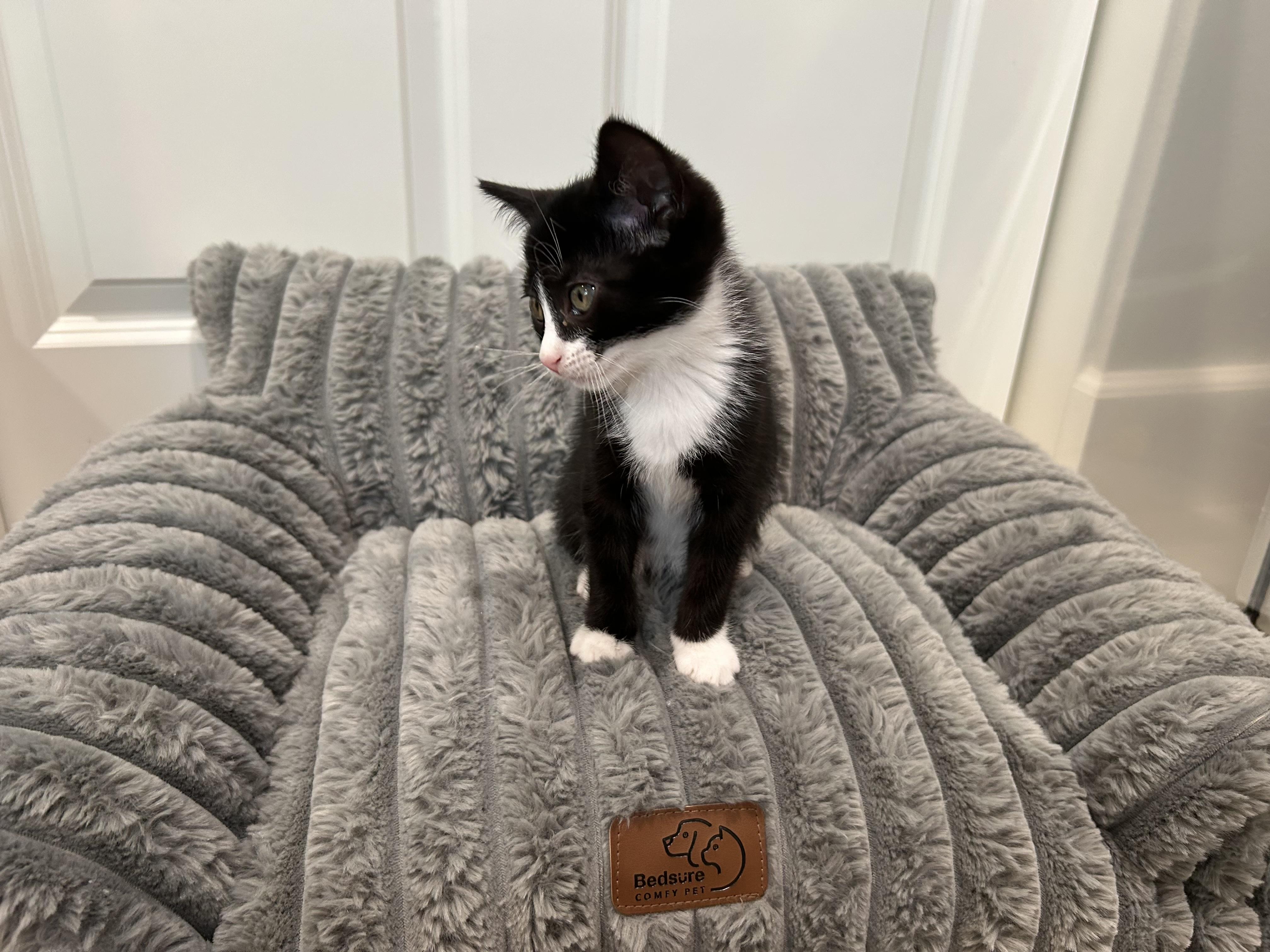 Enlarge Cole , a ADOPTABLE Tuxedo in Dixon, CA image 5/5