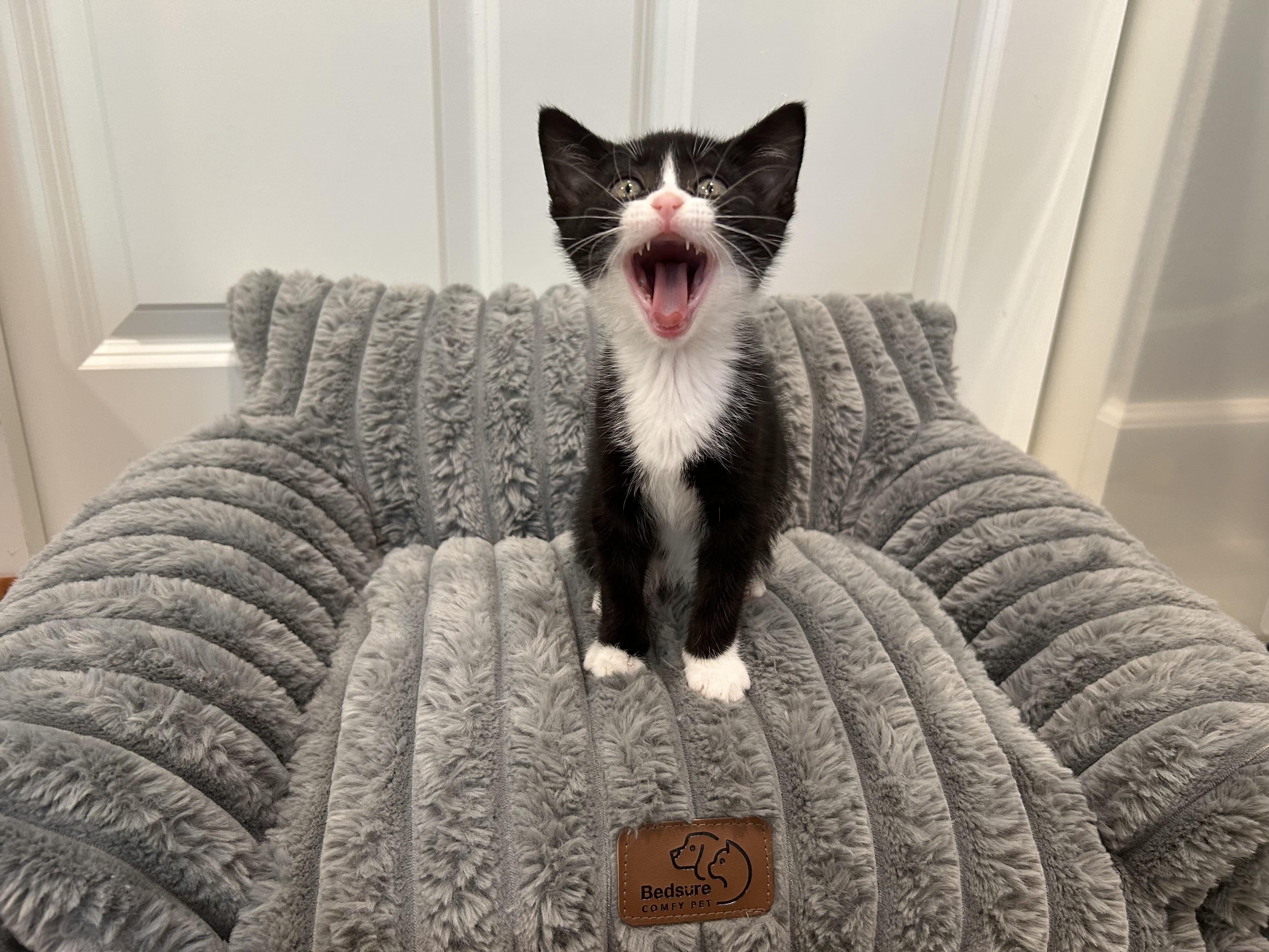 Enlarge Cole , a ADOPTABLE Tuxedo in Dixon, CA image 3/5