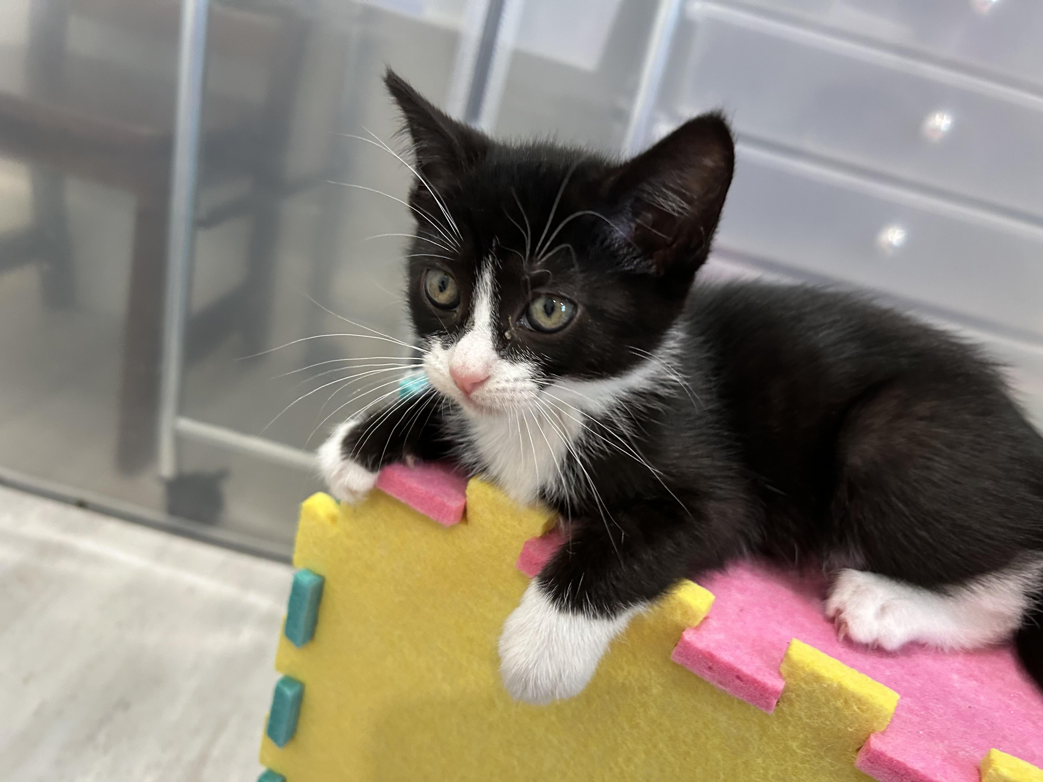 Enlarge Cole , a ADOPTABLE Tuxedo in Dixon, CA image 2/5