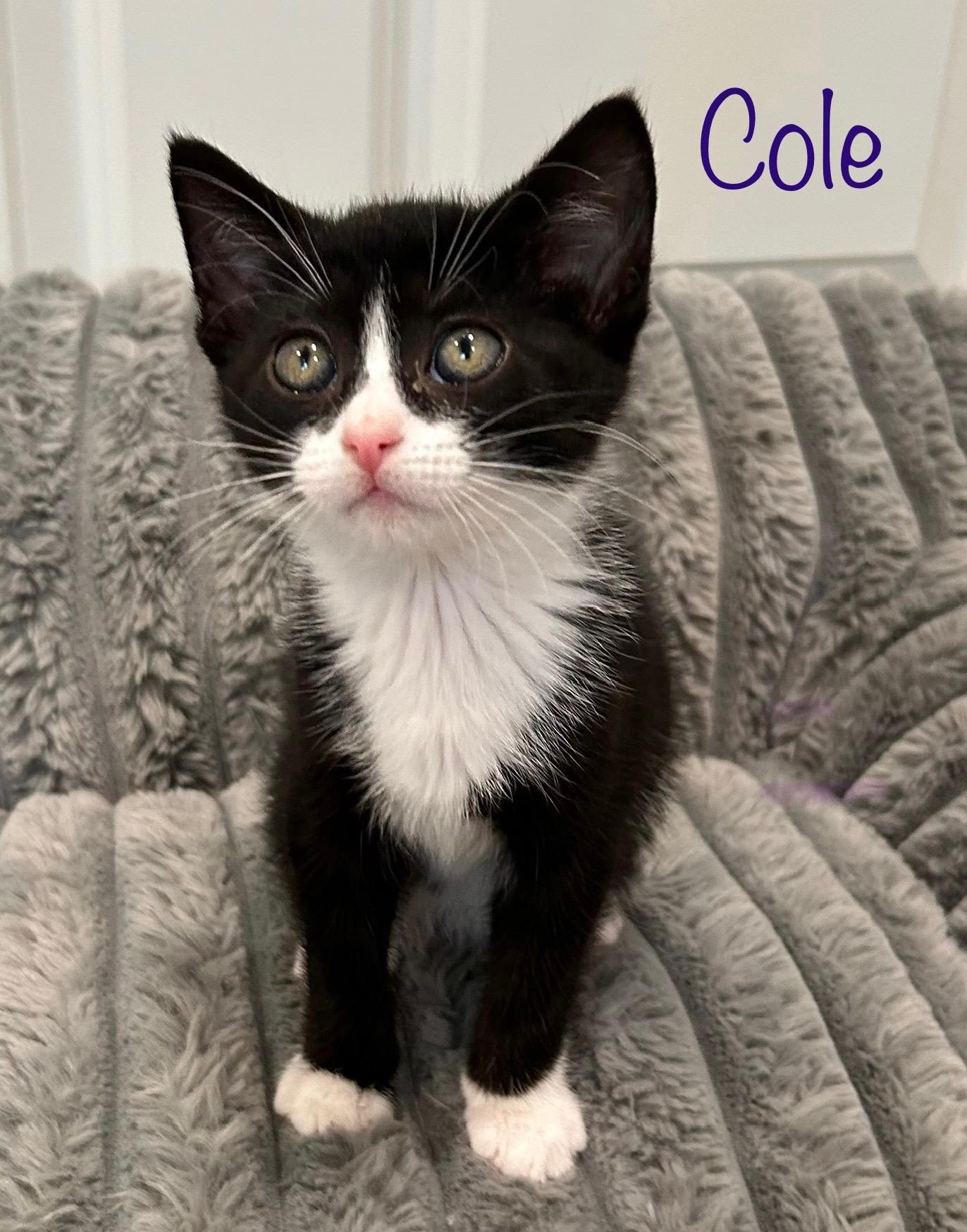 Enlarge Cole , a ADOPTABLE Tuxedo in Dixon, CA image 1/5