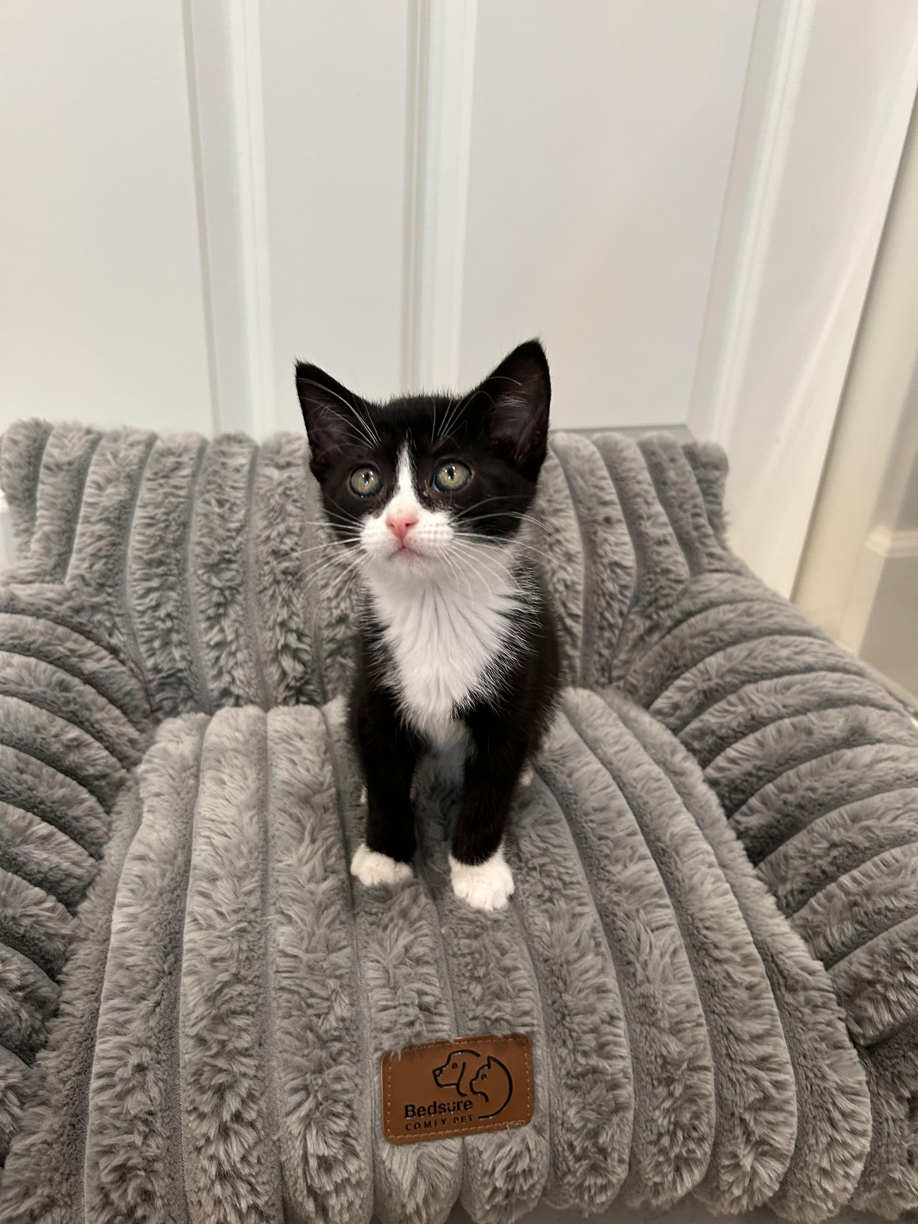 Enlarge Cole , a ADOPTABLE Tuxedo in Dixon, CA image 4/5